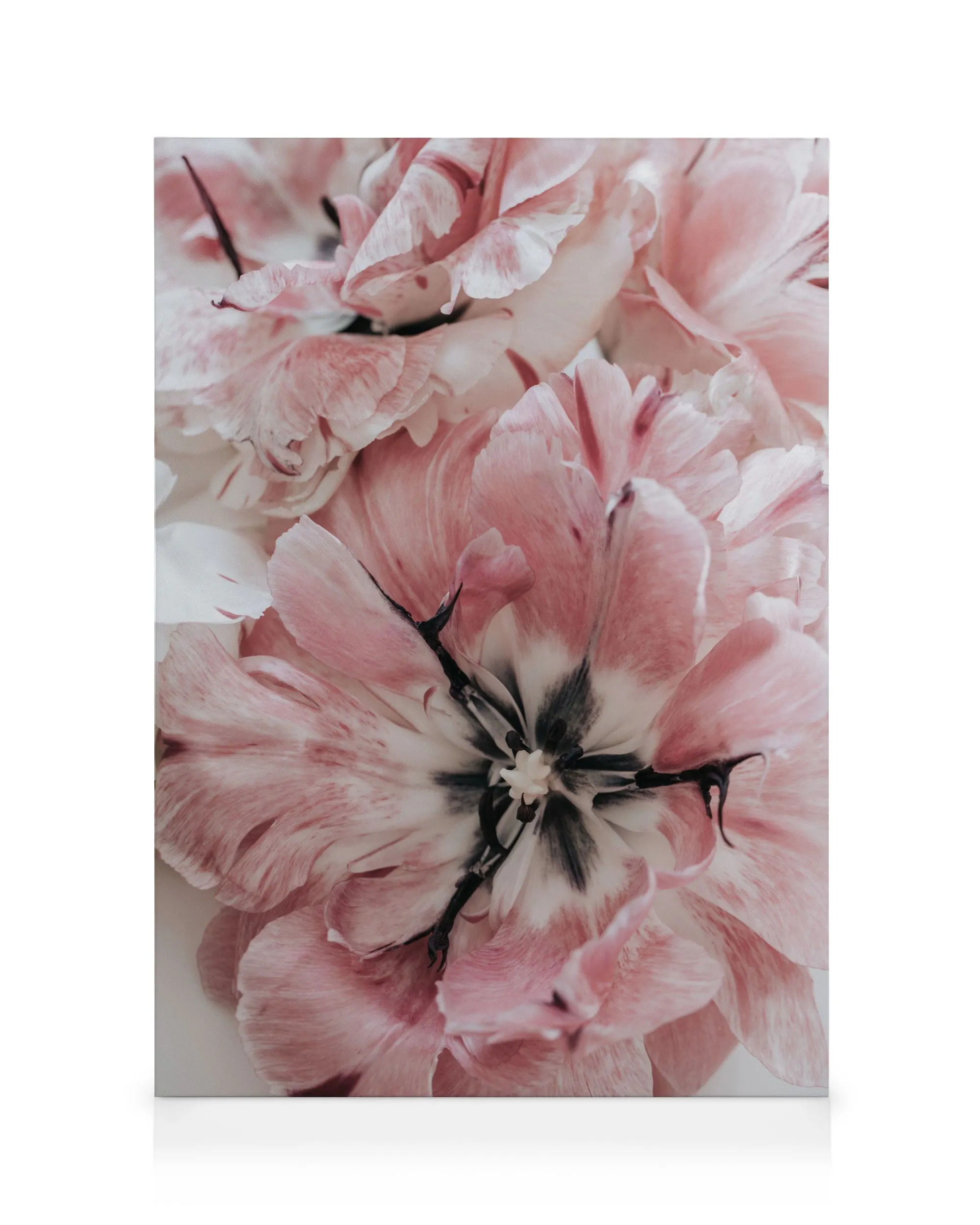 Fleurs Roses Toile 0