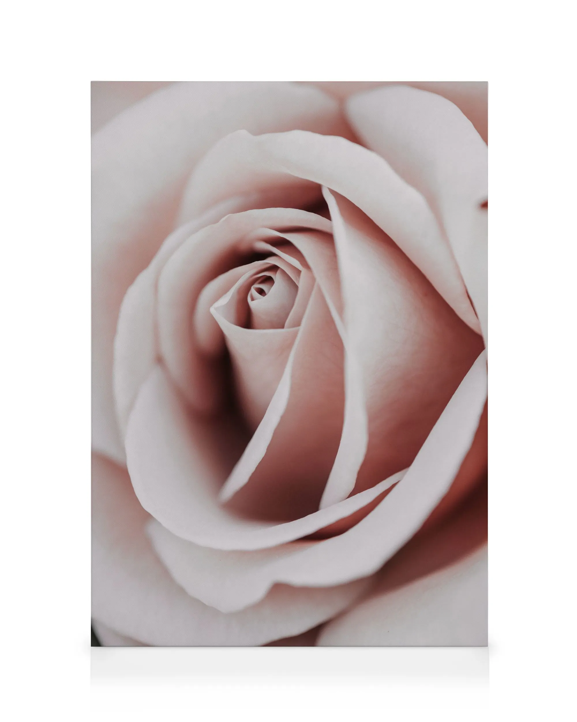 Rose Romantique Toile 0