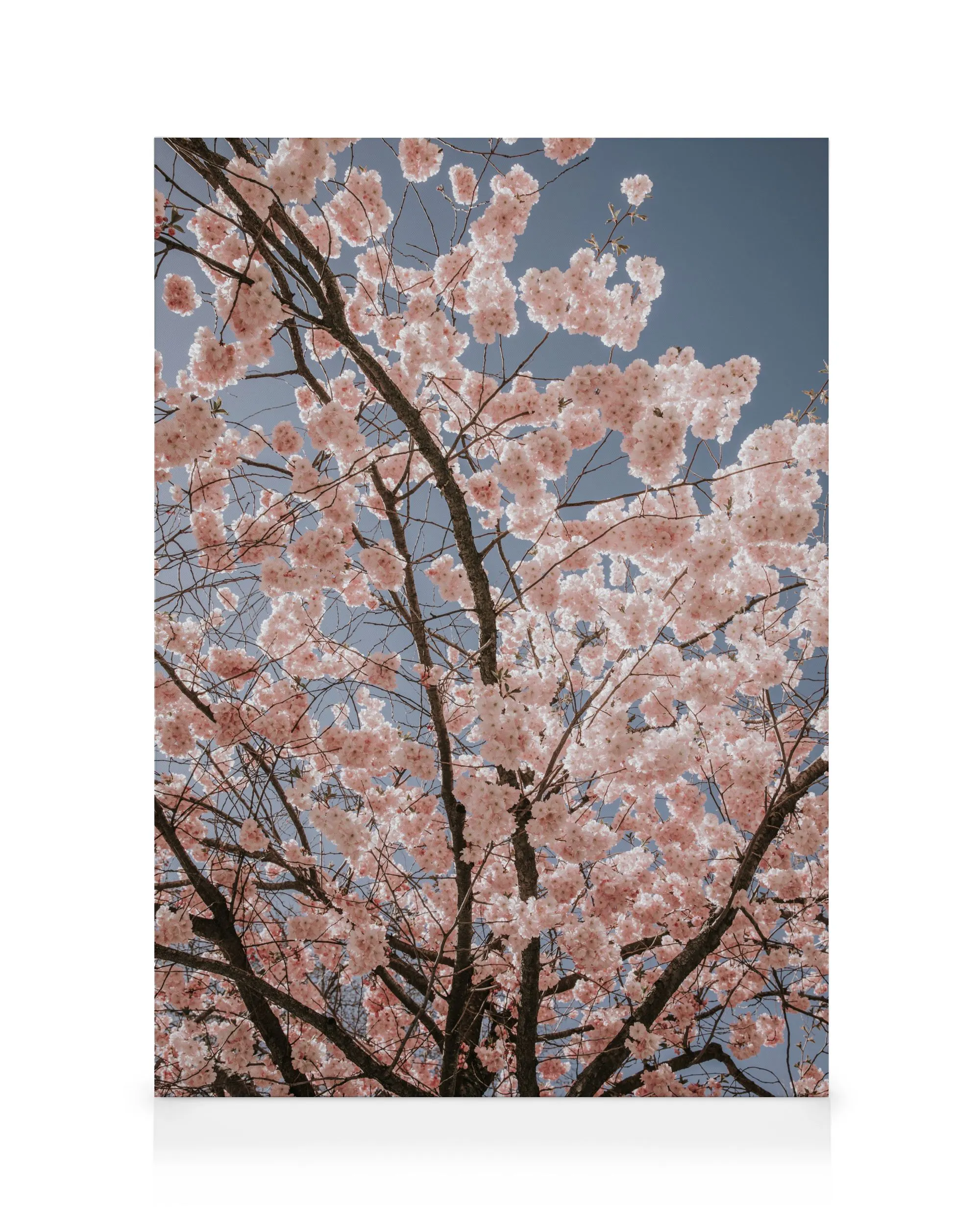 Fleurs de cerisier Toile 0