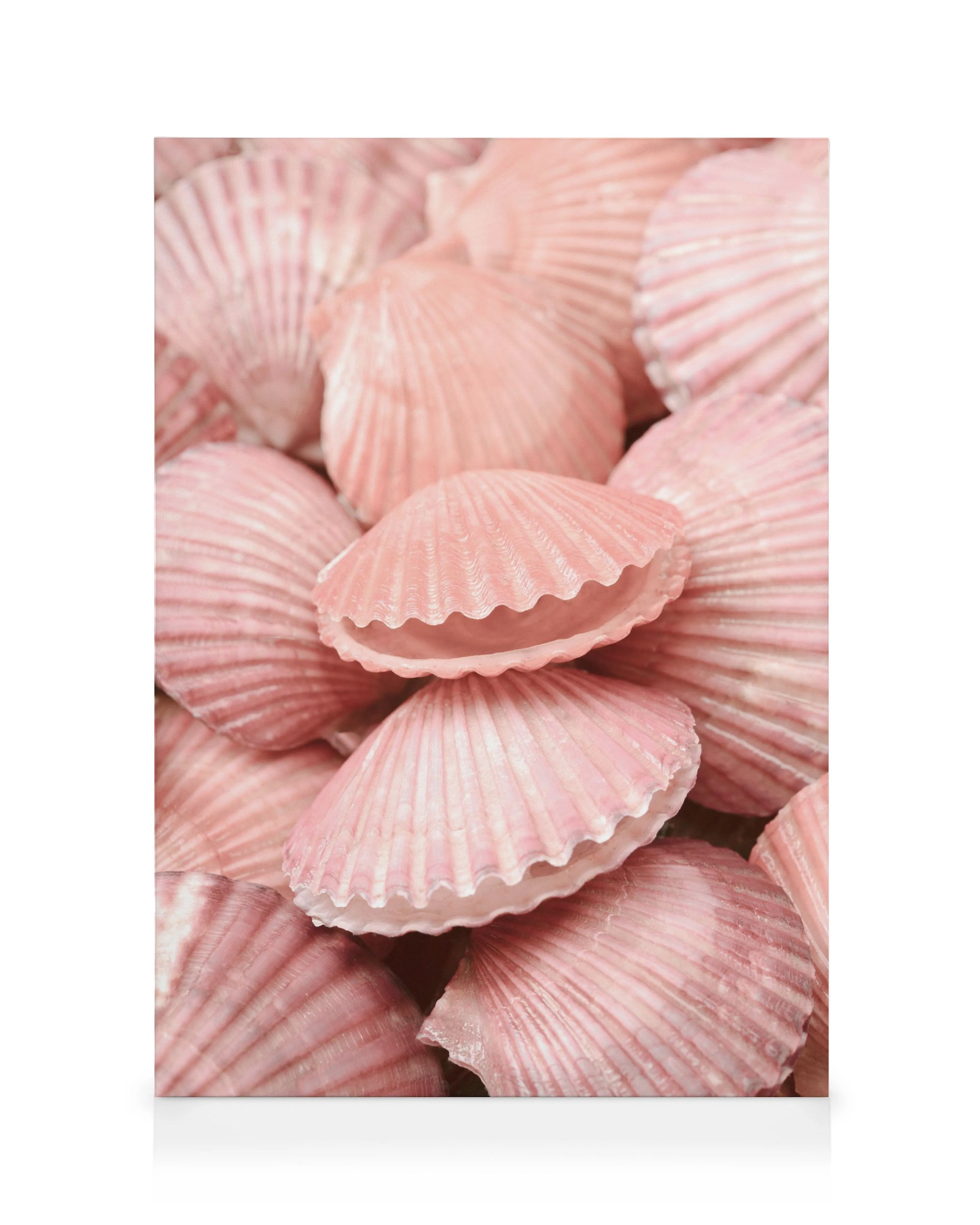 Coquillages Roses Toile 0