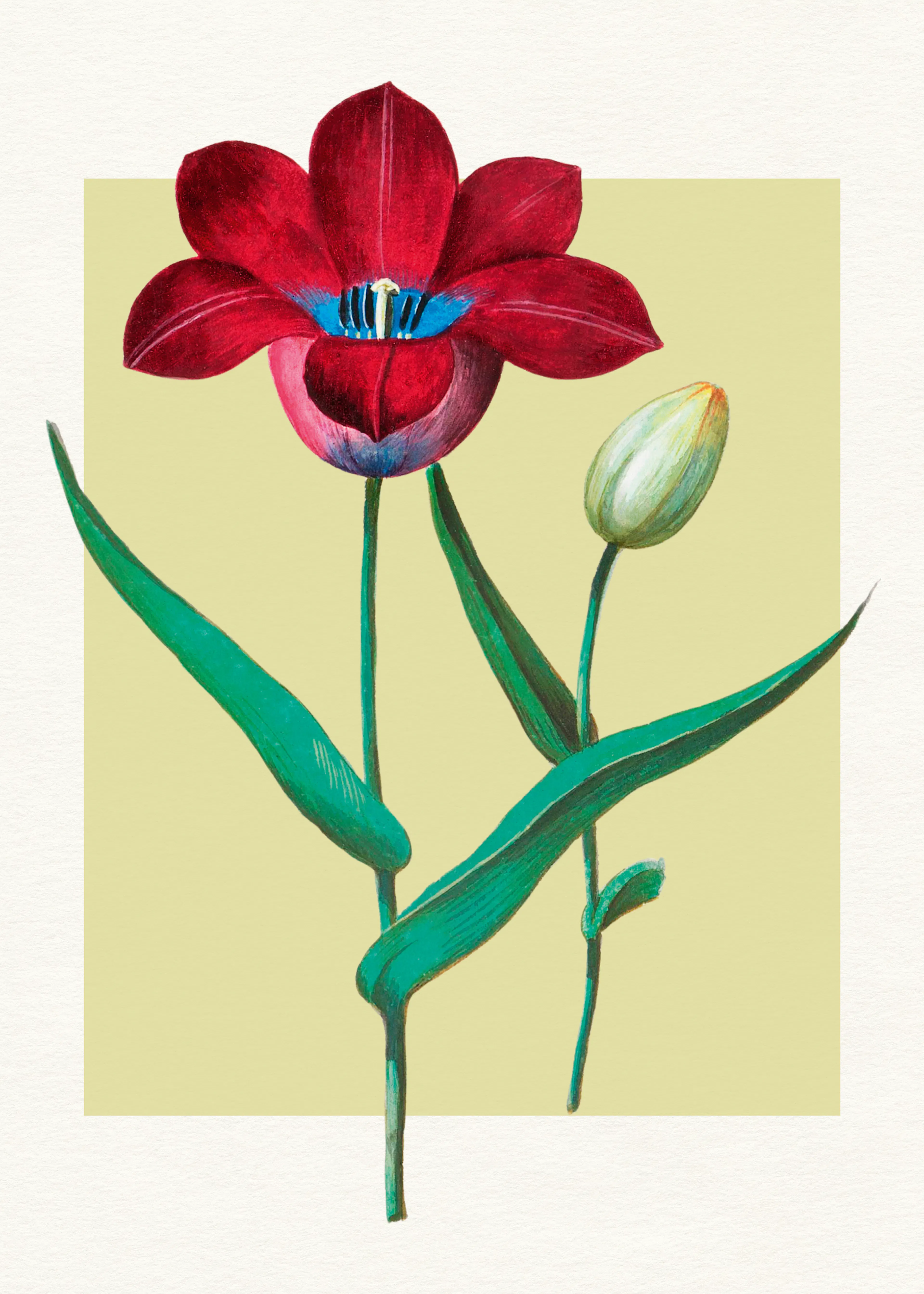 Violetas Silvestres - Tulipán Rojo Corazón Azul Póster 0