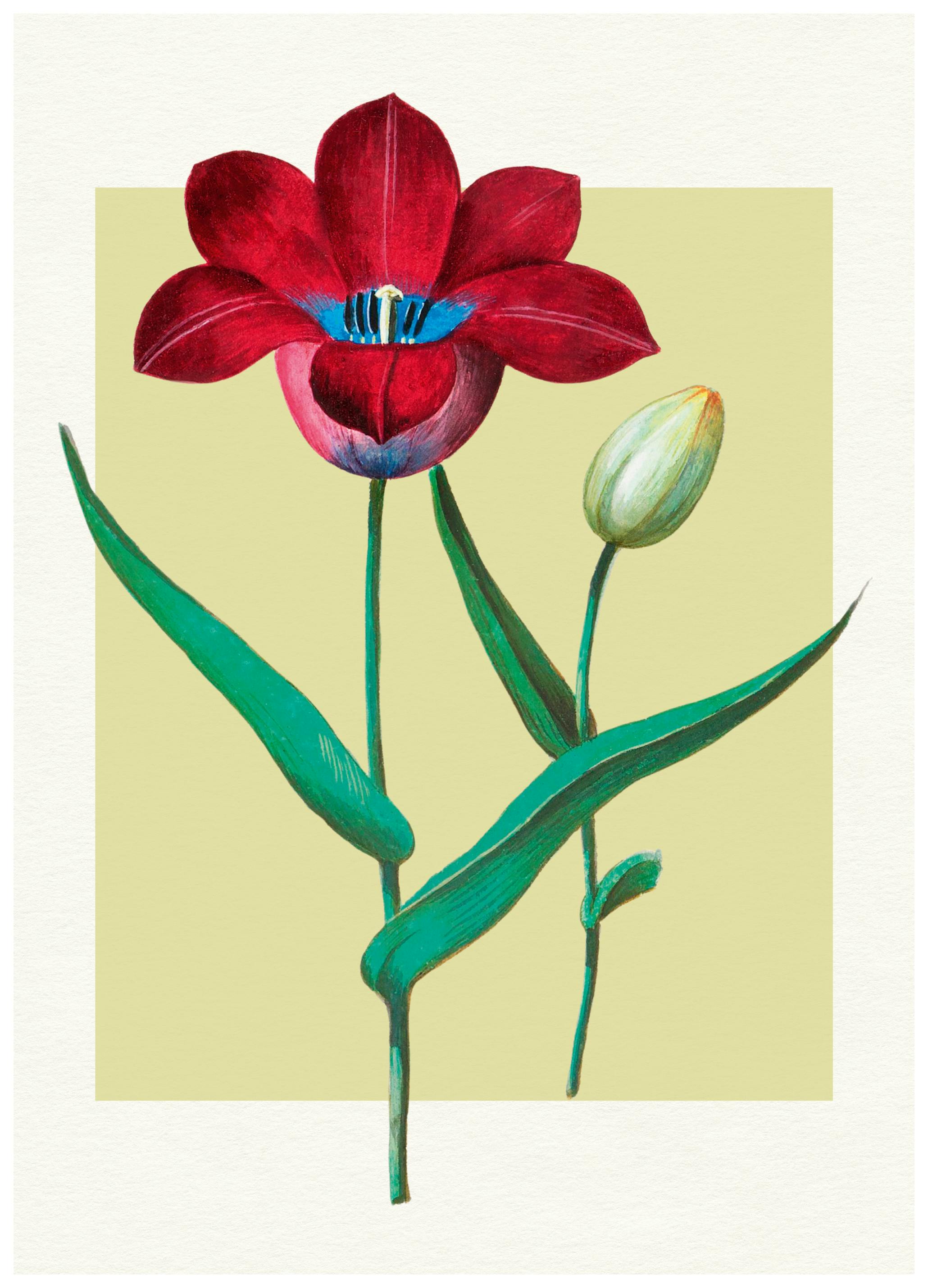 Dzikie fiołki - czerwony tulipan niebieskie serce Plakat (100x150 cm) - Poster Store