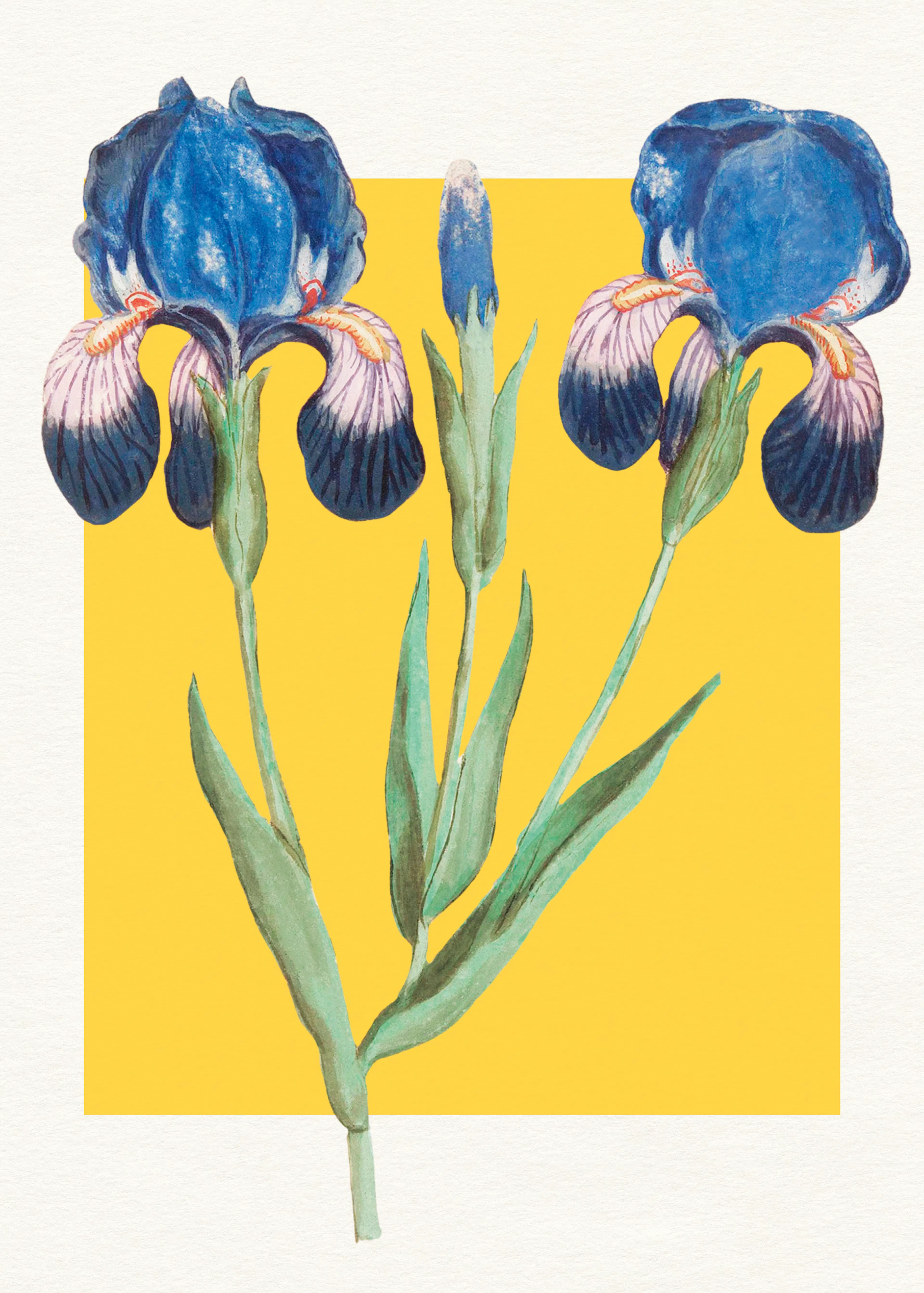 Violetas Silvestres - Iris Azul Botánico Póster 0