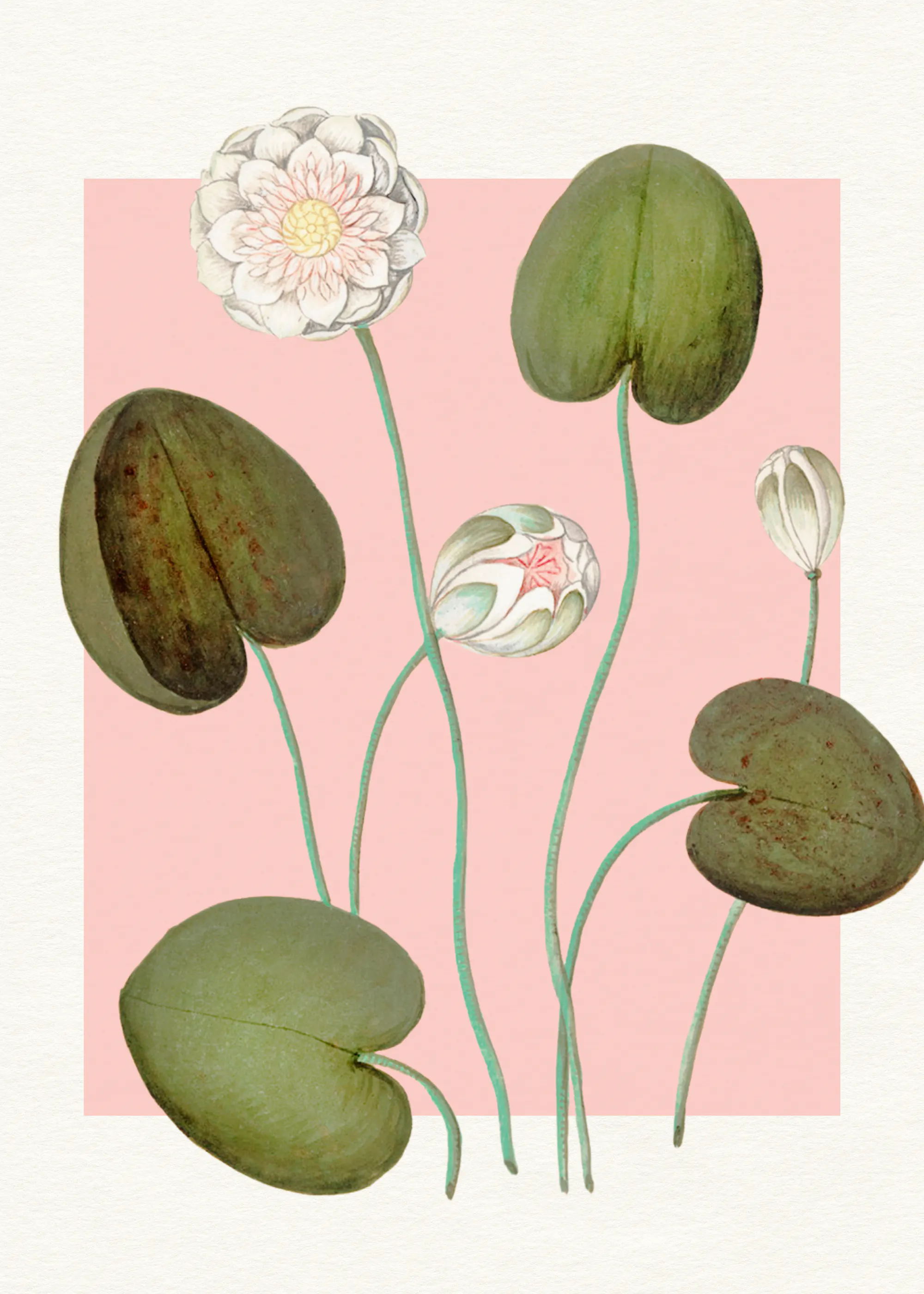 Violetas Silvestres - Nenúfares Rosas Póster 0