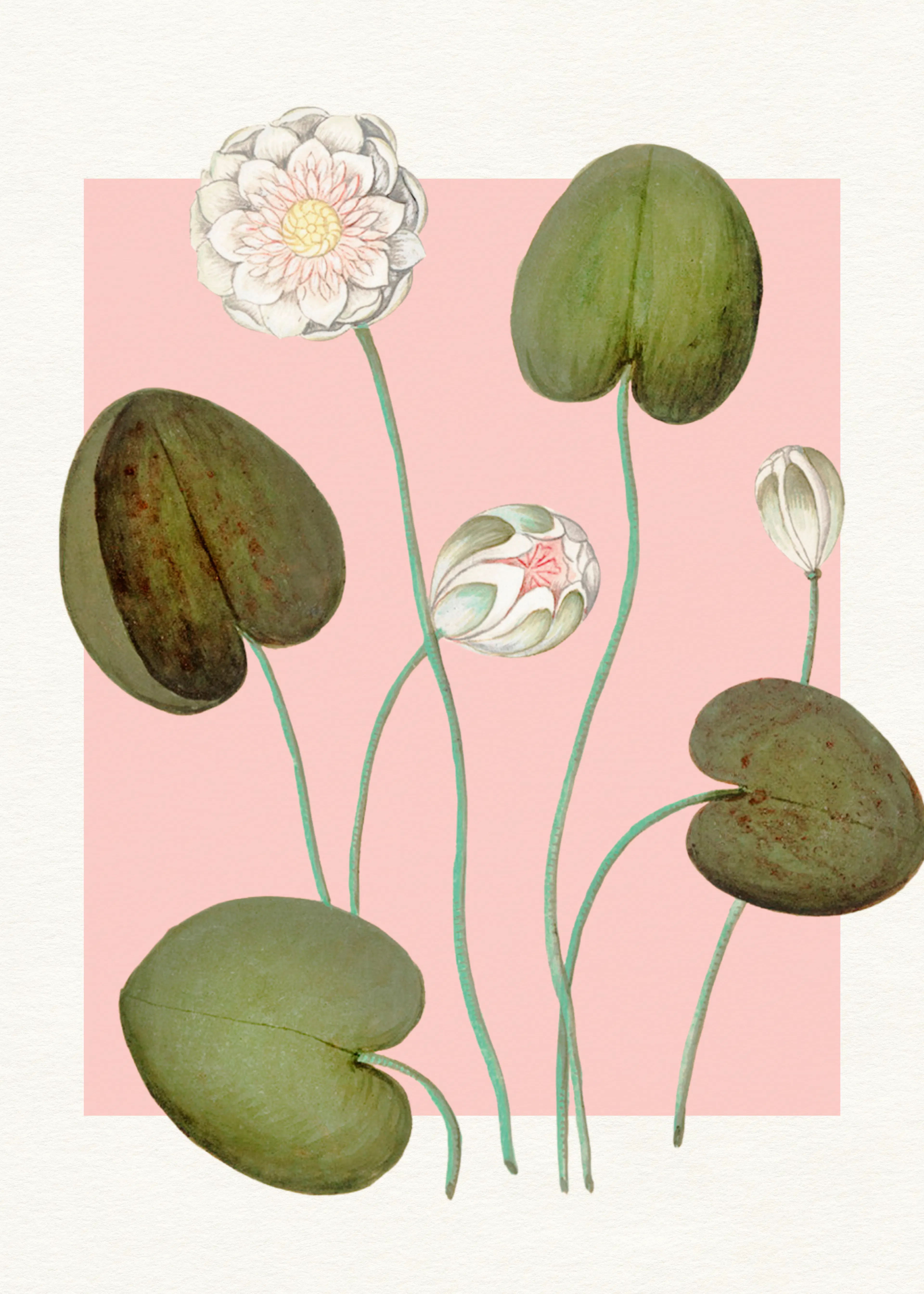 Violetas Silvestres - Nenúfares Rosas Póster 0