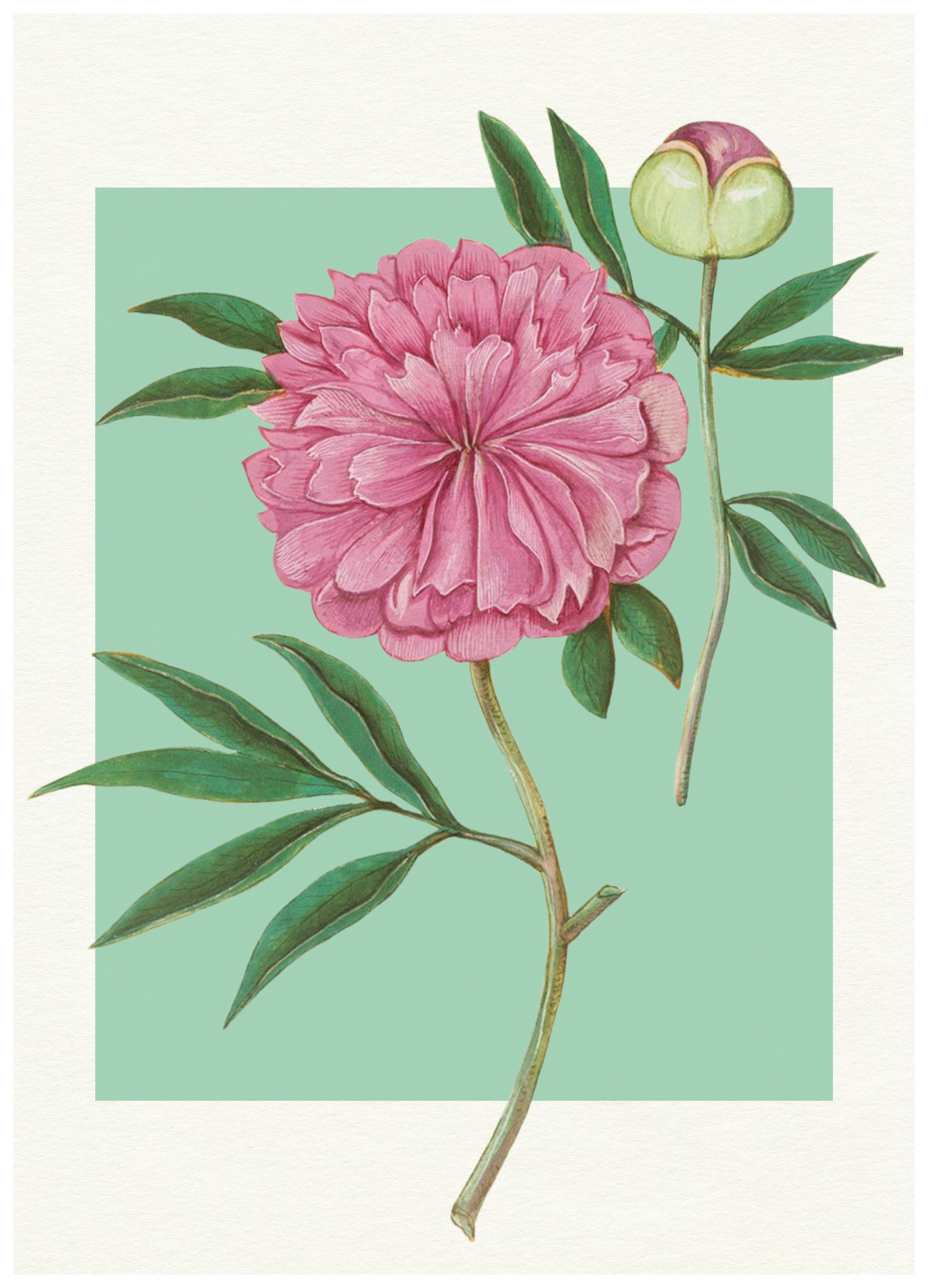Wild Violets - Pink Peony Blossom Poster (50x70 cm) - Poster Store