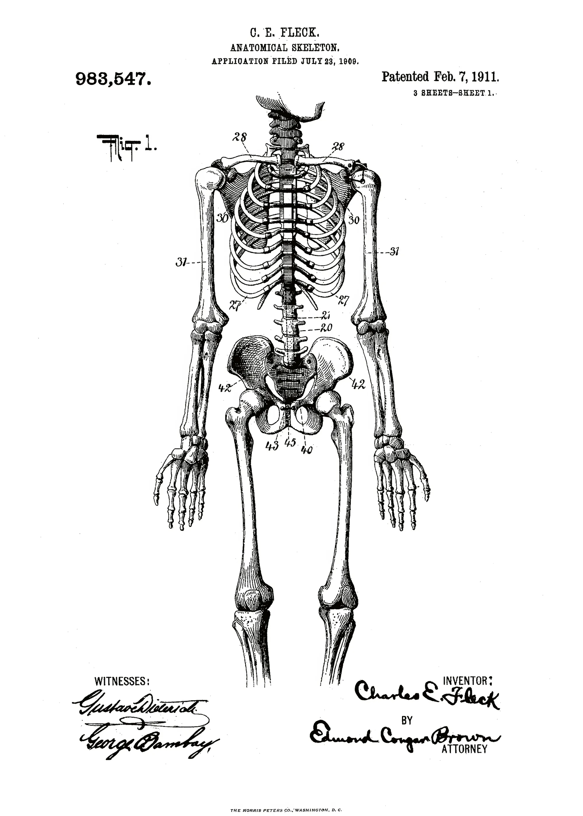 Andreas Magnusson - Patente de Esqueleto Anatómico Póster 0