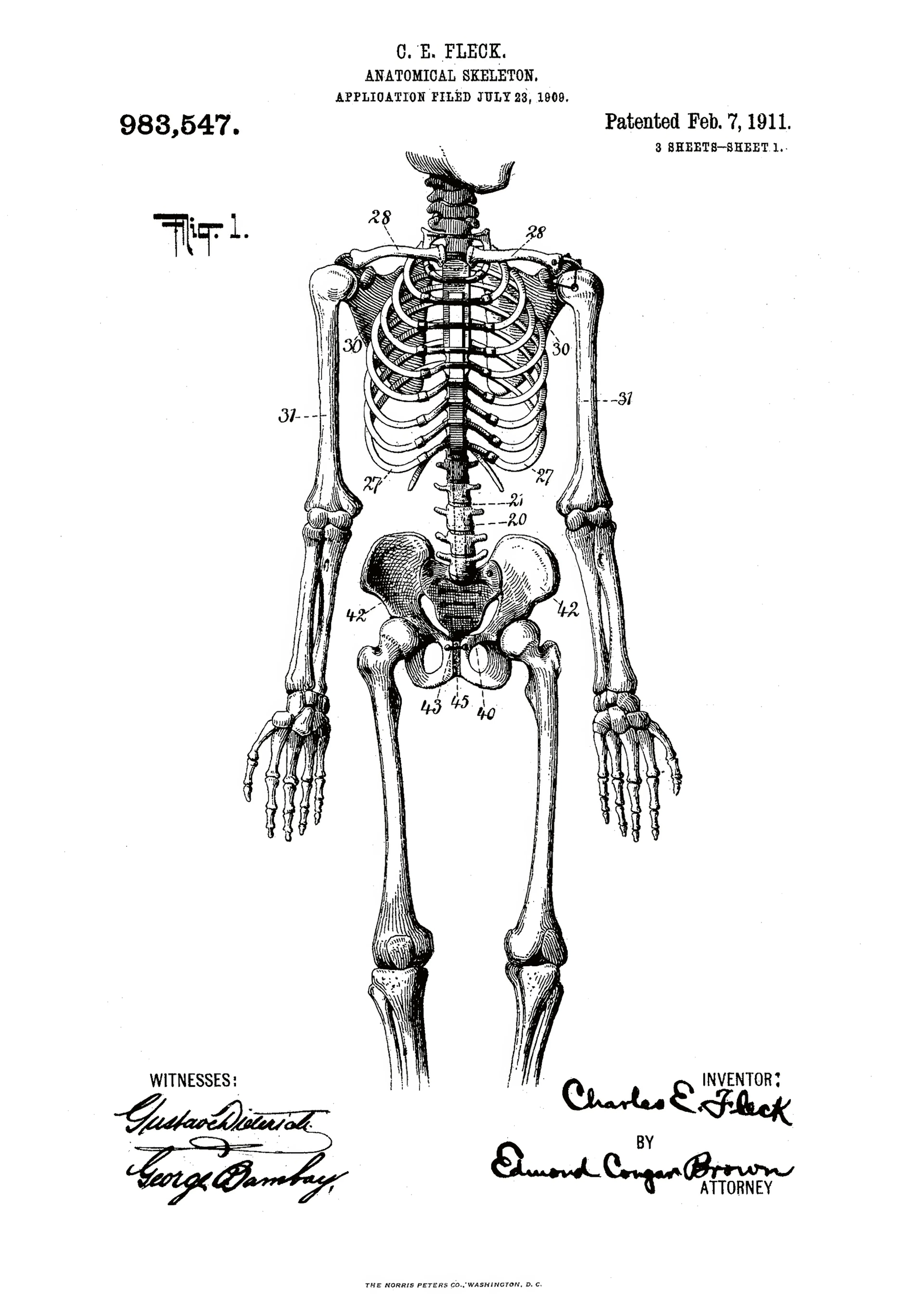 Andreas Magnusson - Patente de Esqueleto Anatómico Póster 0