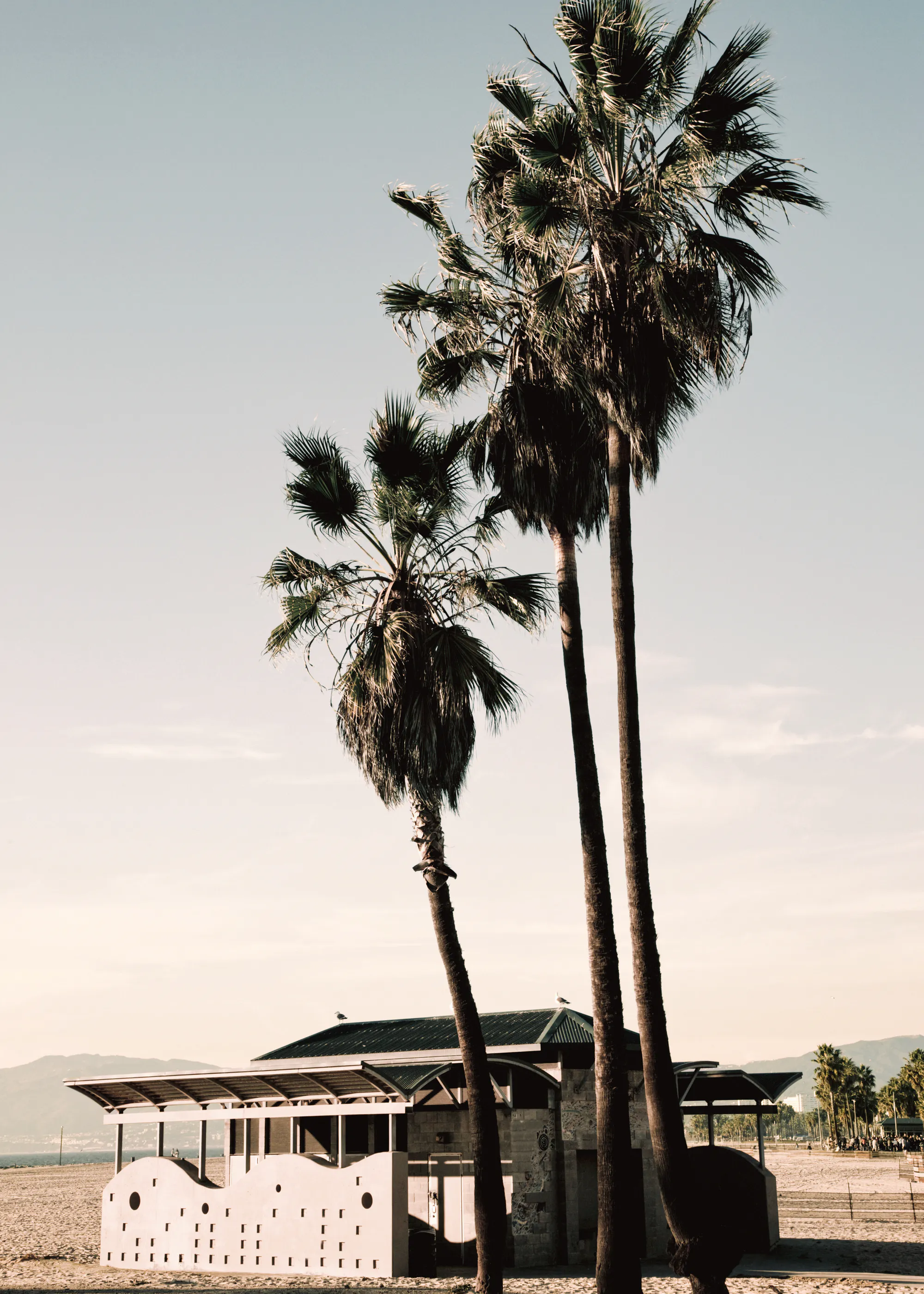 California Palm Trees Poster 0