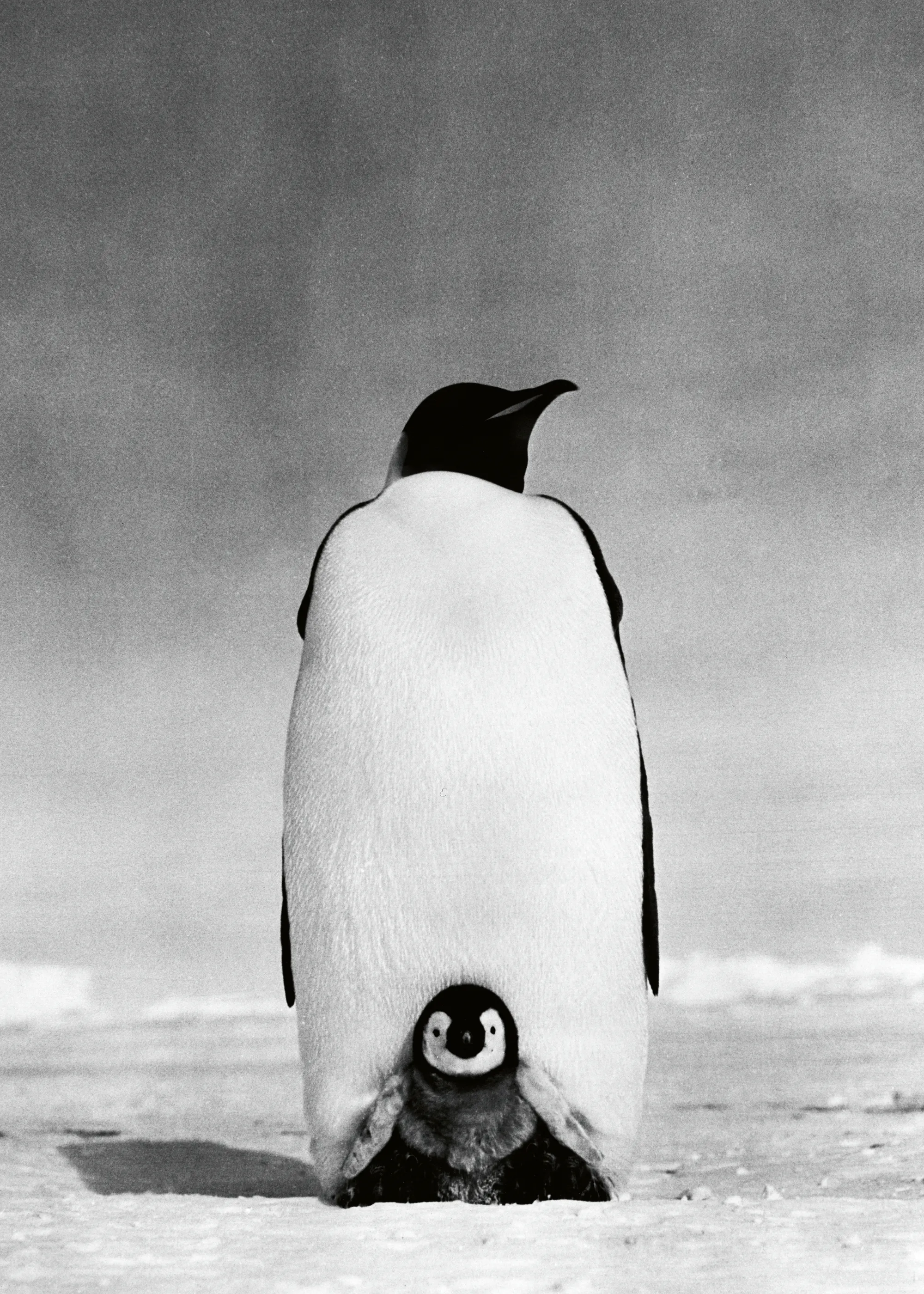 Antarctische Dieren Poster 0