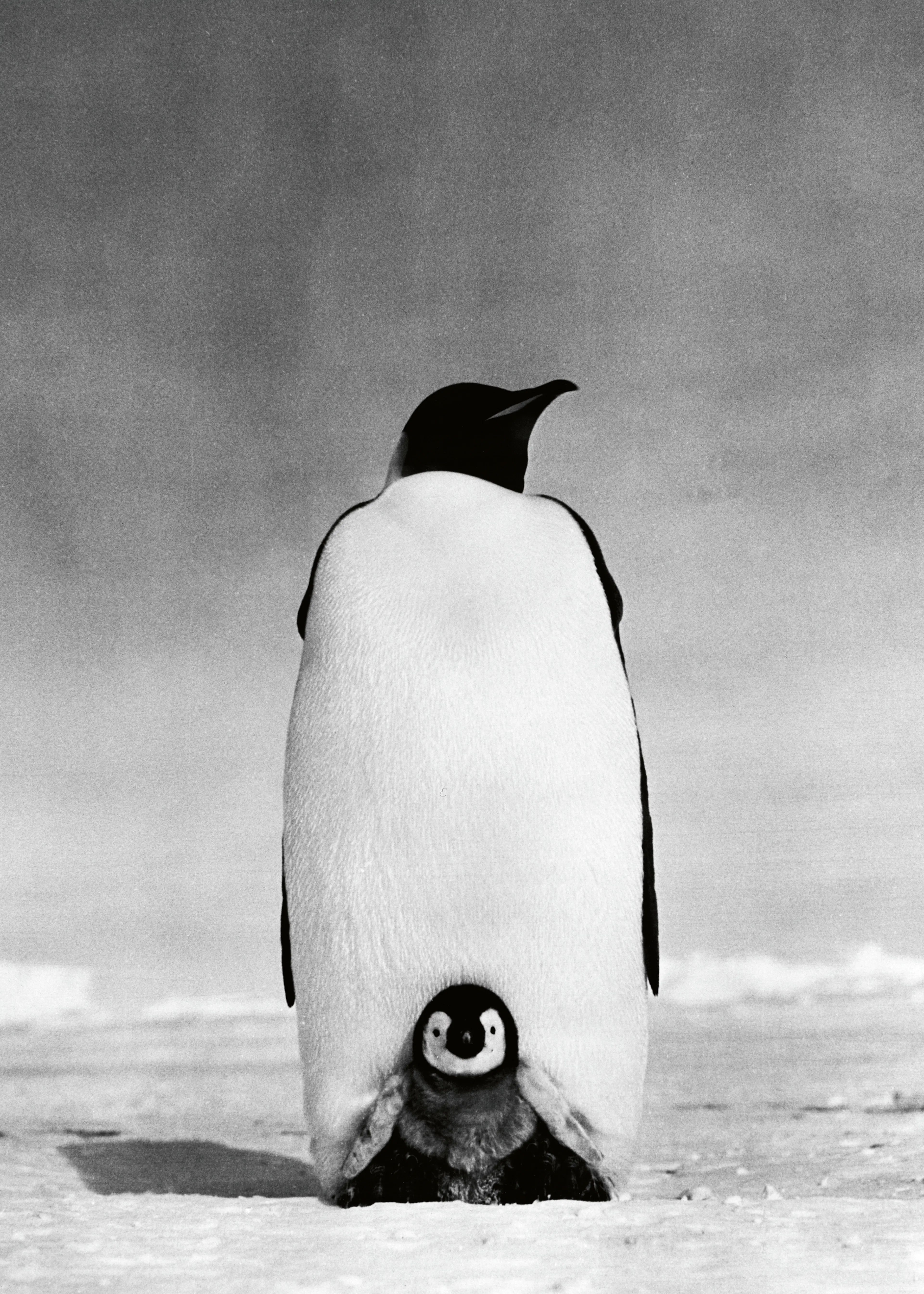 Antarctische Dieren Poster 0