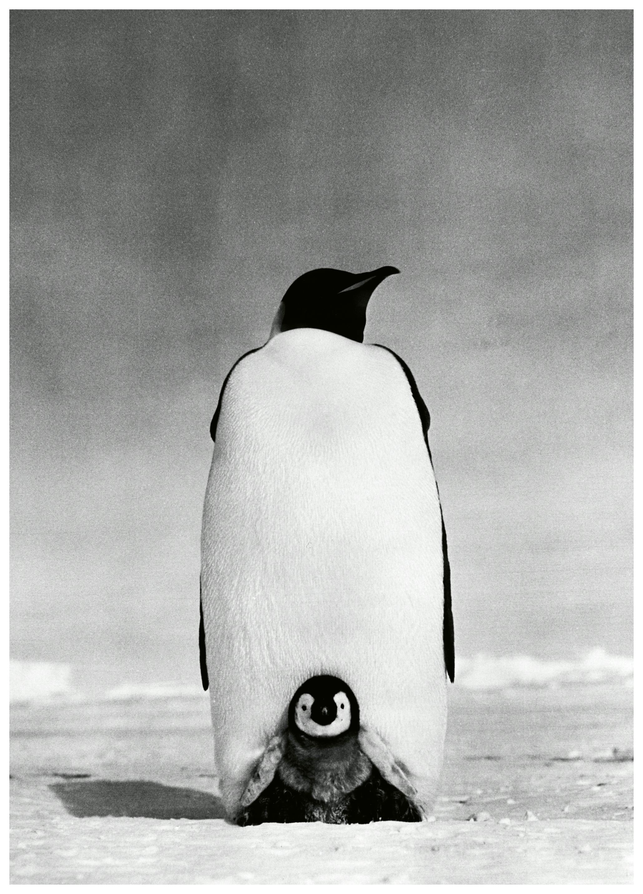 Antarctic Wildlife Poster (13x18 cm) - Poster Store