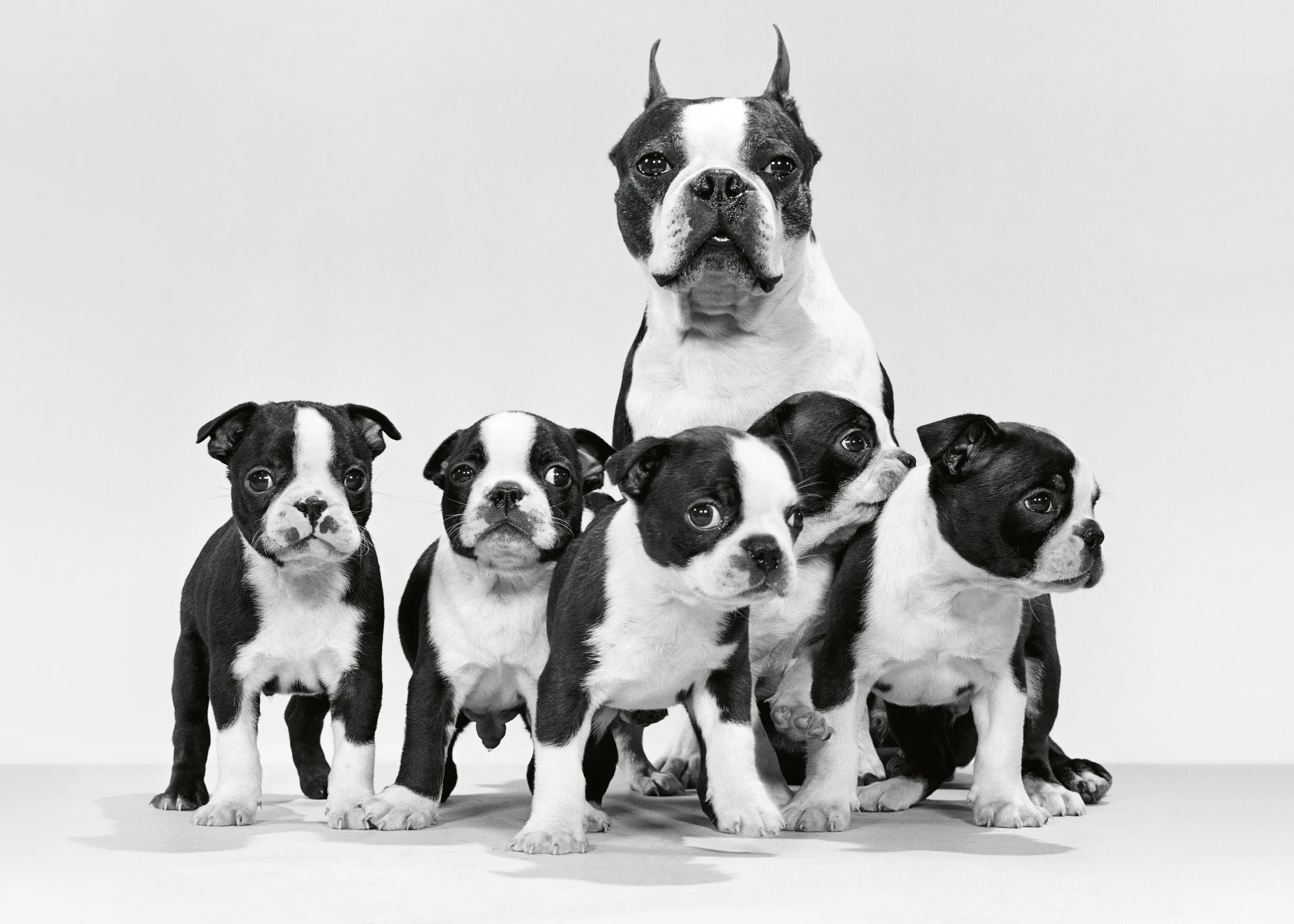 Perros Boston Terrier Póster 0