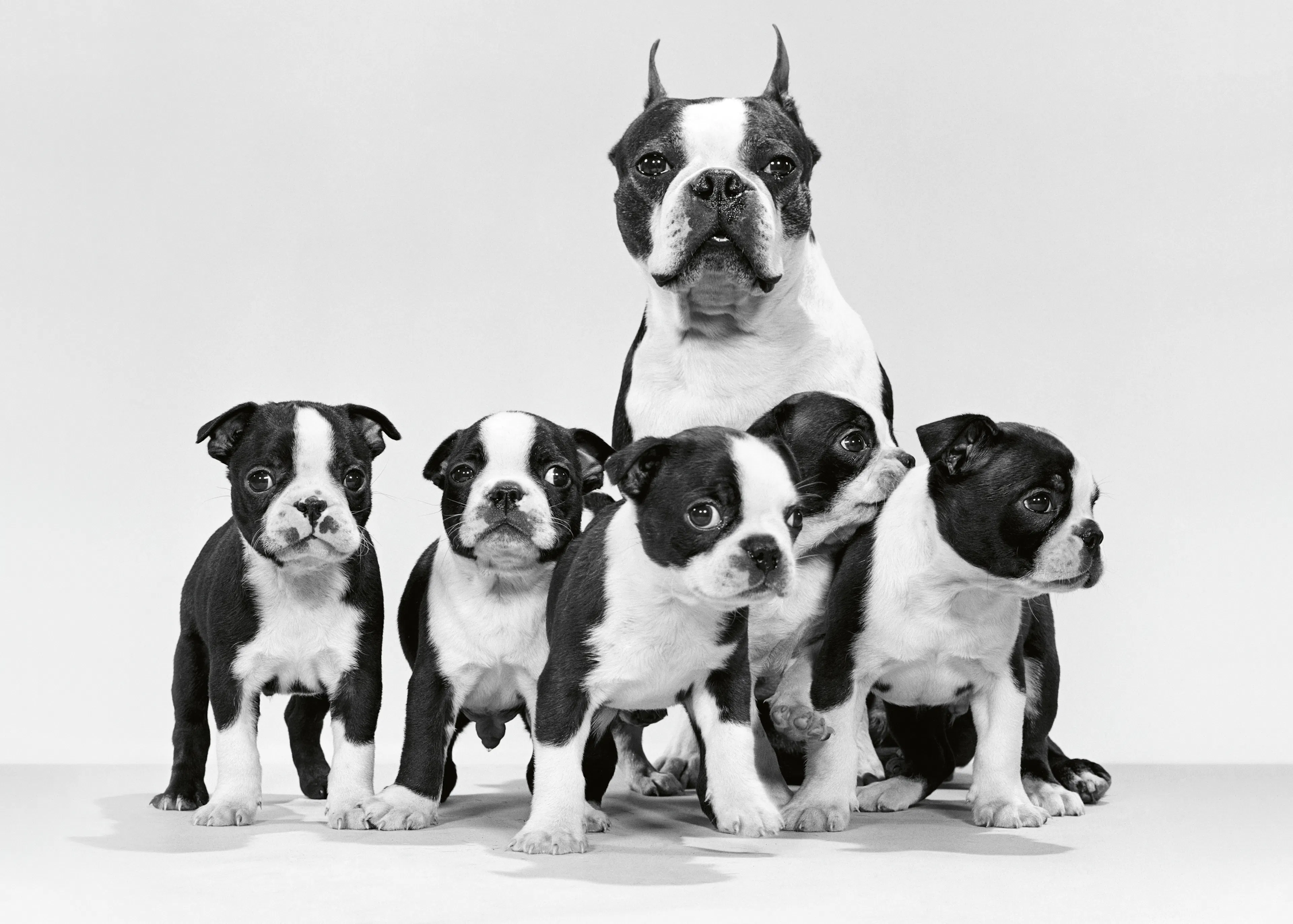 Perros Boston Terrier Póster 0
