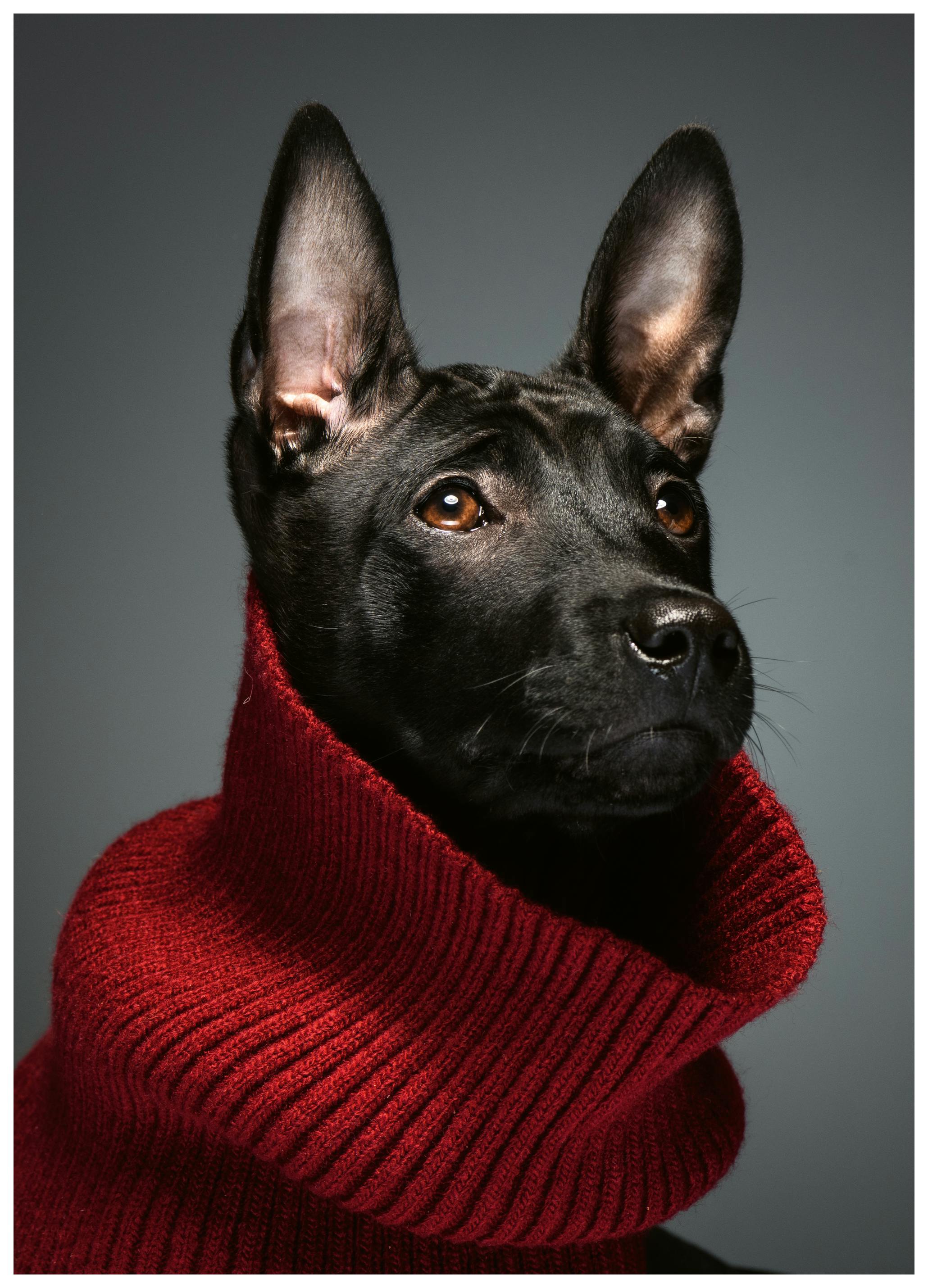 Rostovskiy Anton - Gezellige Hond in Rode Trui Poster (40x50 cm) - Poster Store