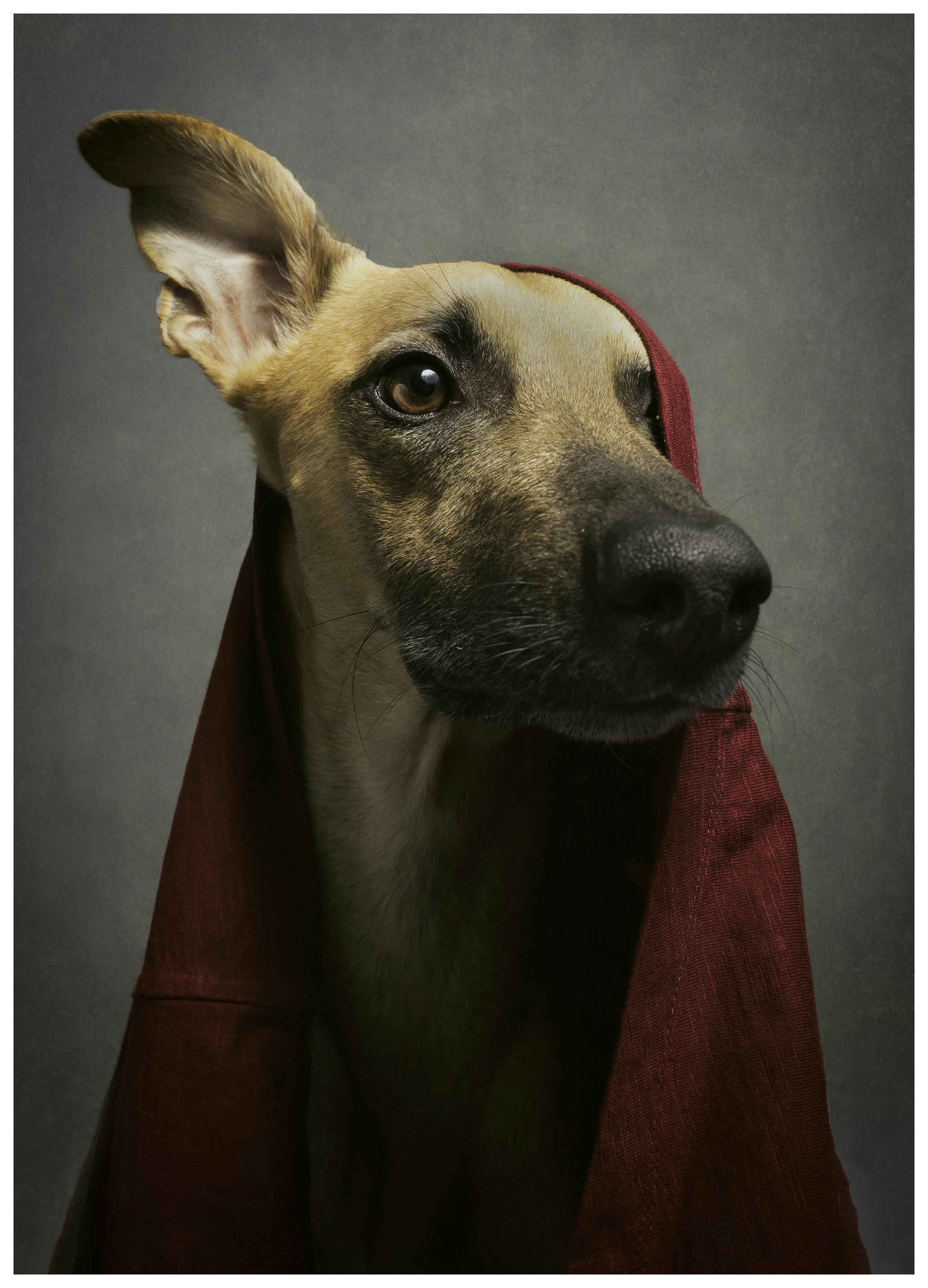 Akitu - Noble Dog in Red Hood Poster (30x40 cm) - Poster Store