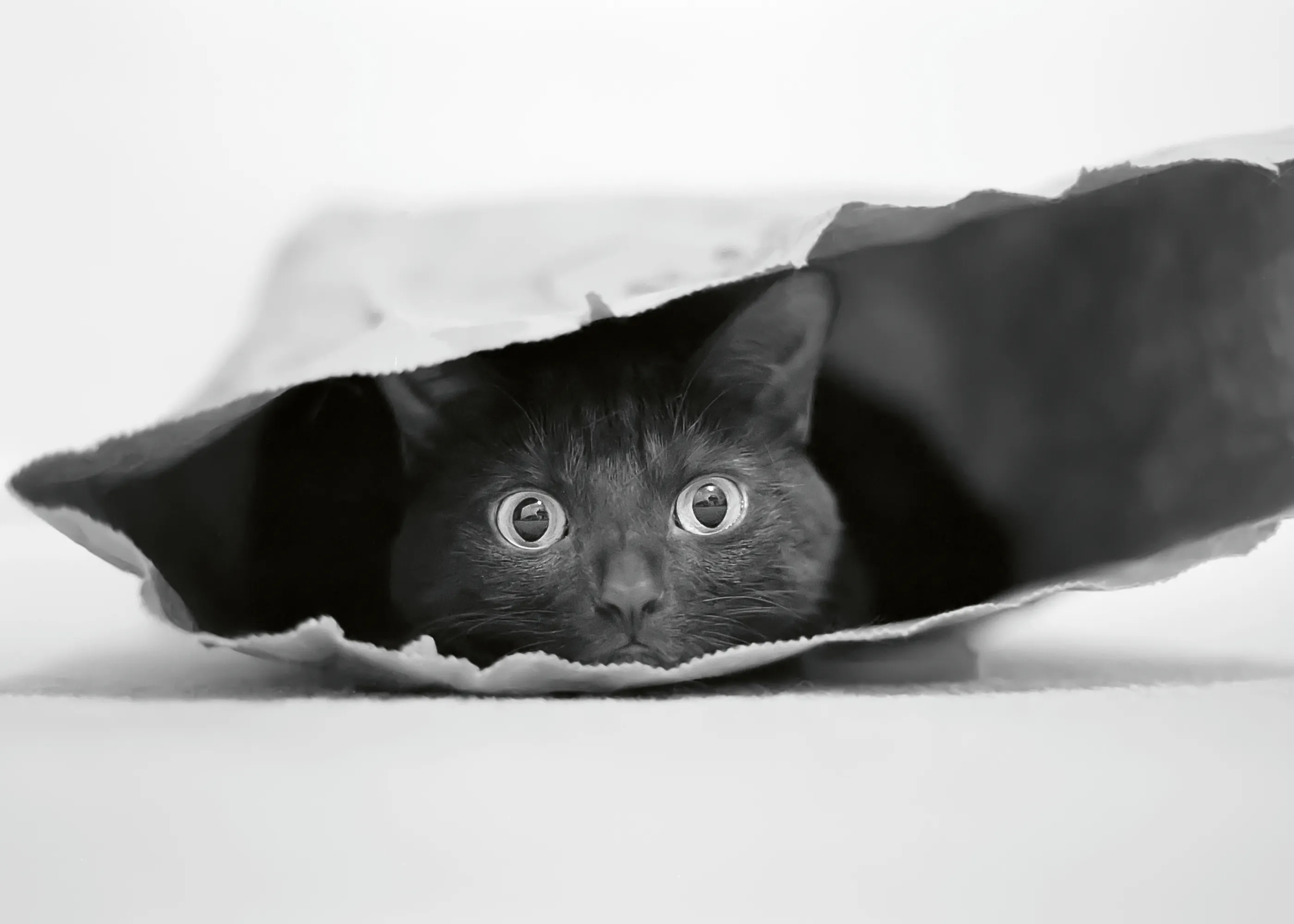 Jeremy Holthuysen - Gato Negro Curioso Póster 0