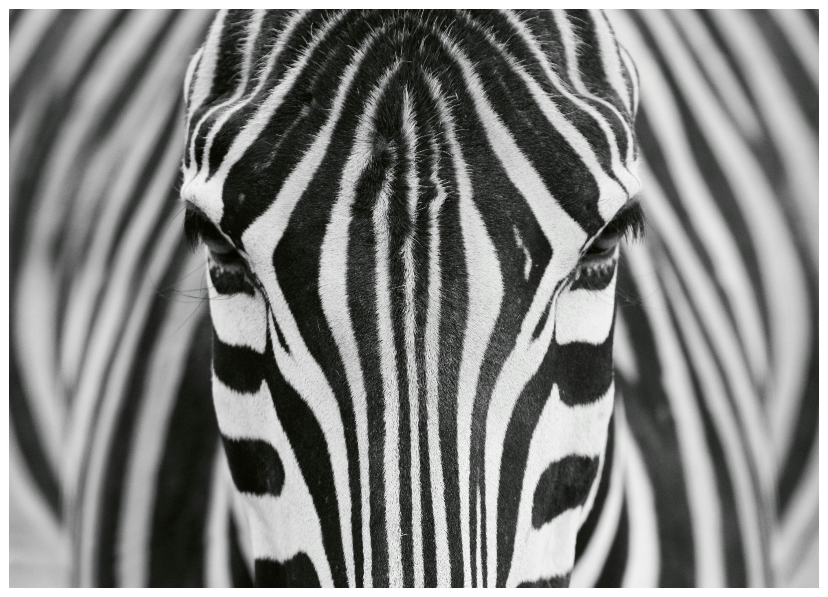 Hesham Alhumaid - Occhi Intensi di Zebra Poster (70x100 cm) - Poster Store