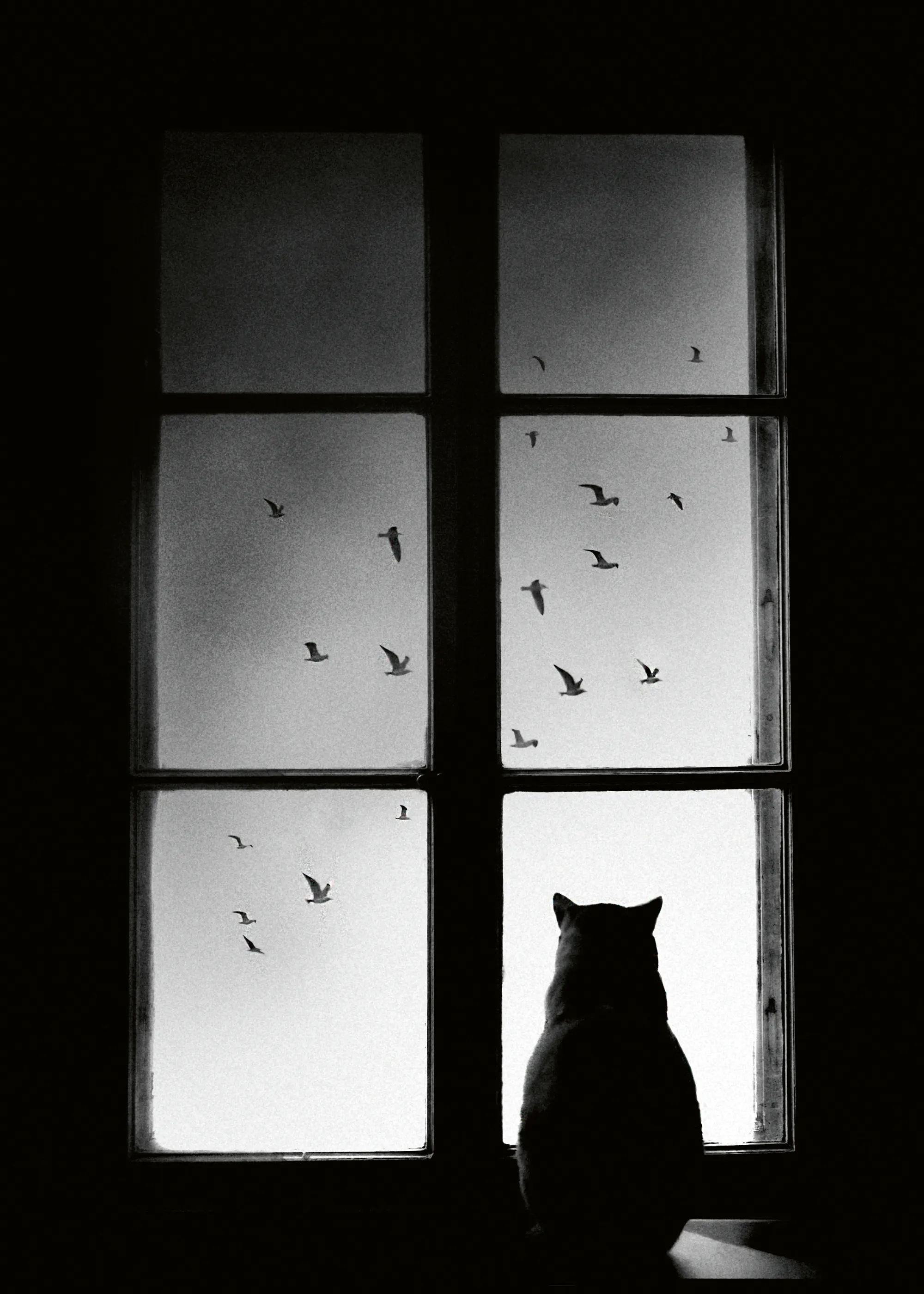 Mario Pucic - Gato Negro en la Ventana Póster 0