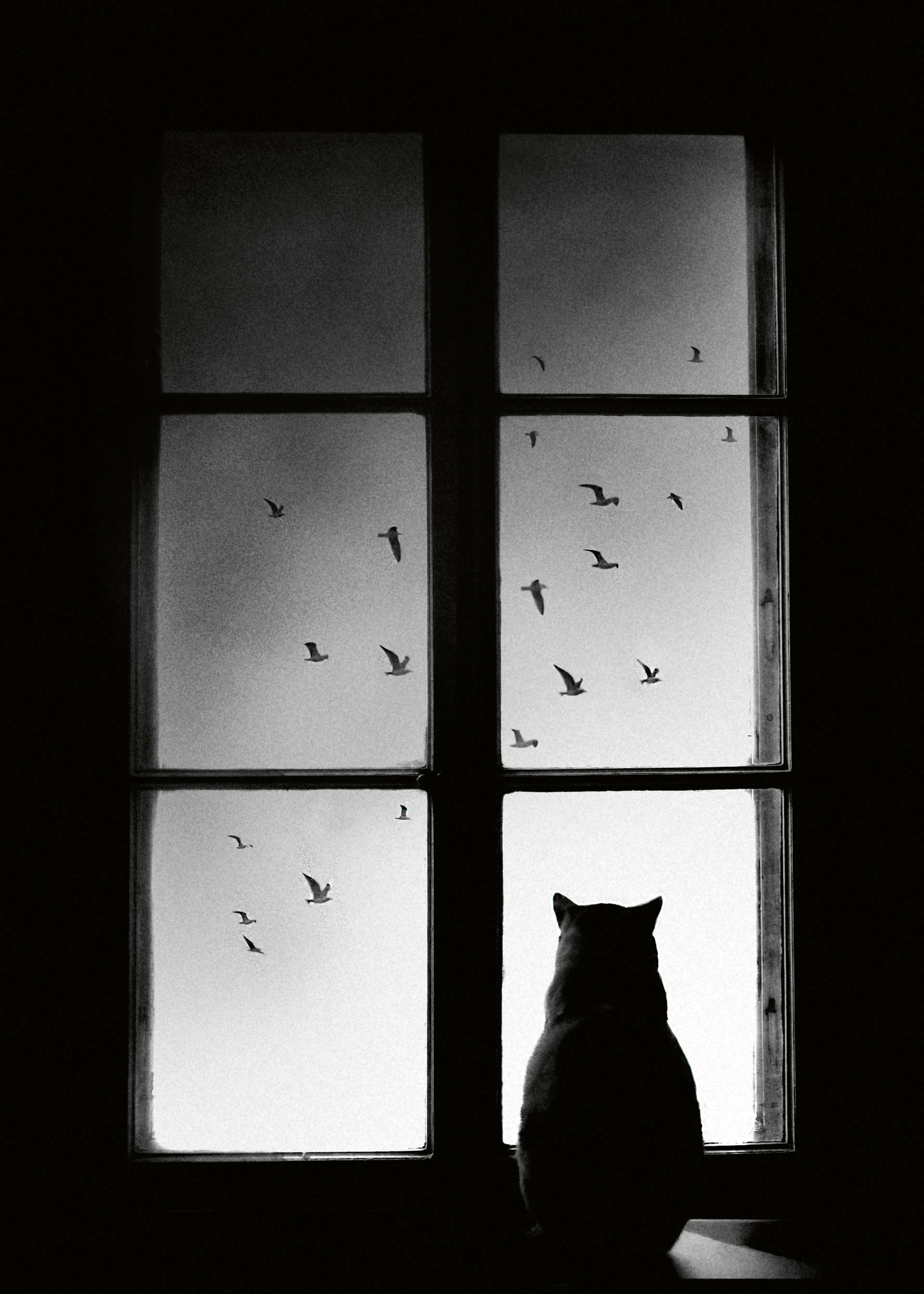 Mario Pucic - Gato Negro en la Ventana Póster 0