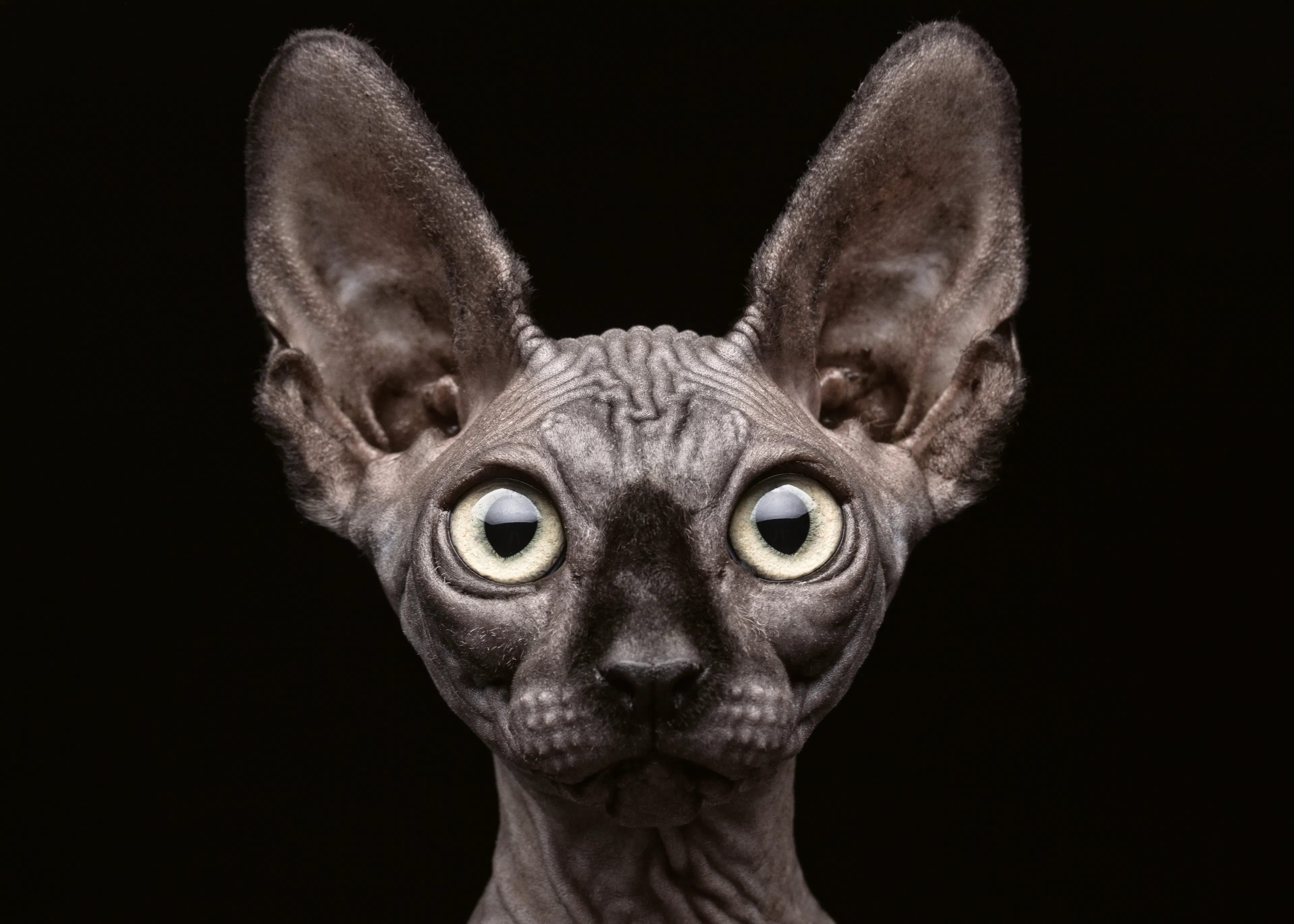Patrick Matte - Mirada Intensa de Sphynx Póster 0