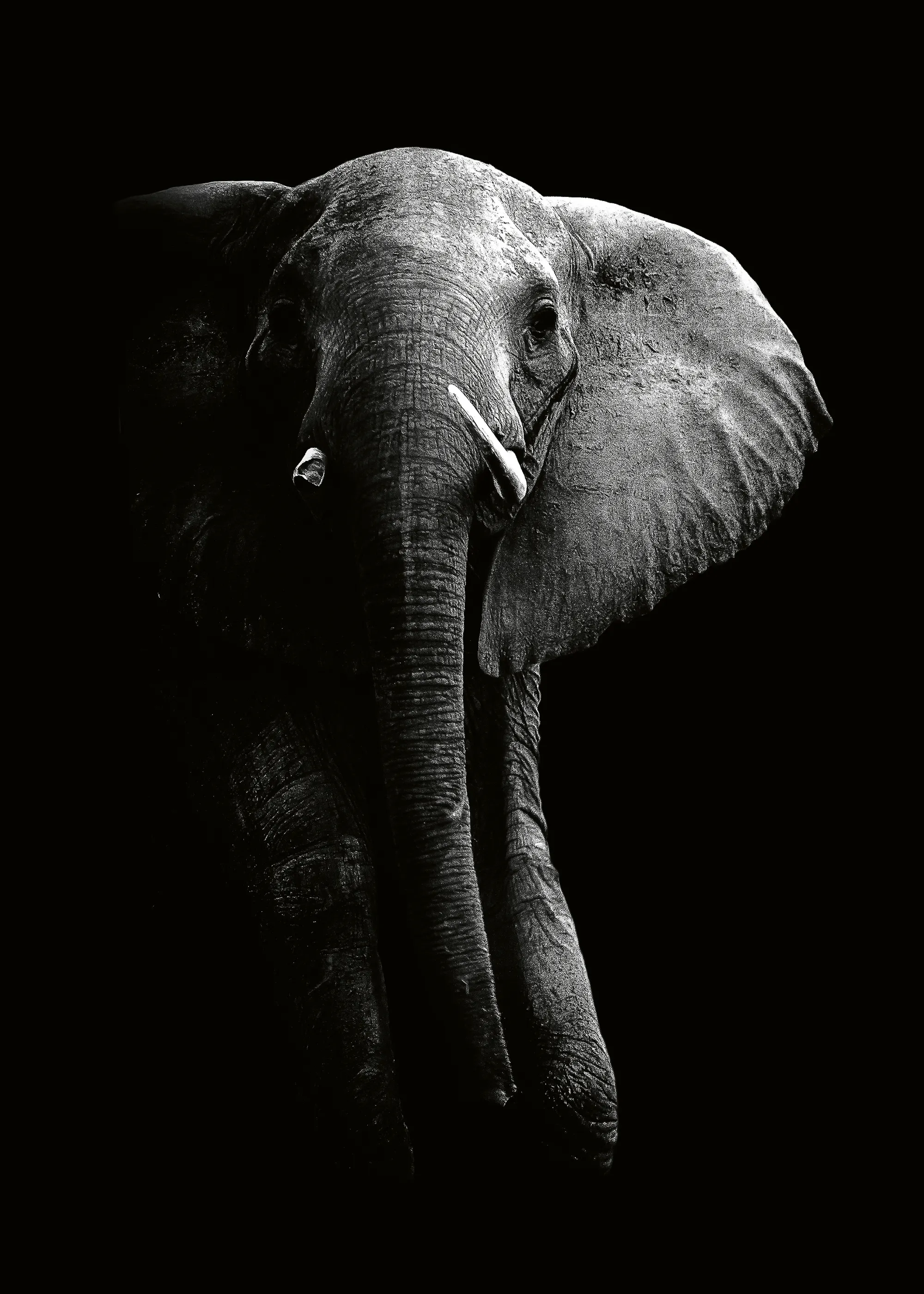 WildPhotoArt - Majestueuze Donkere Olifant Poster 0