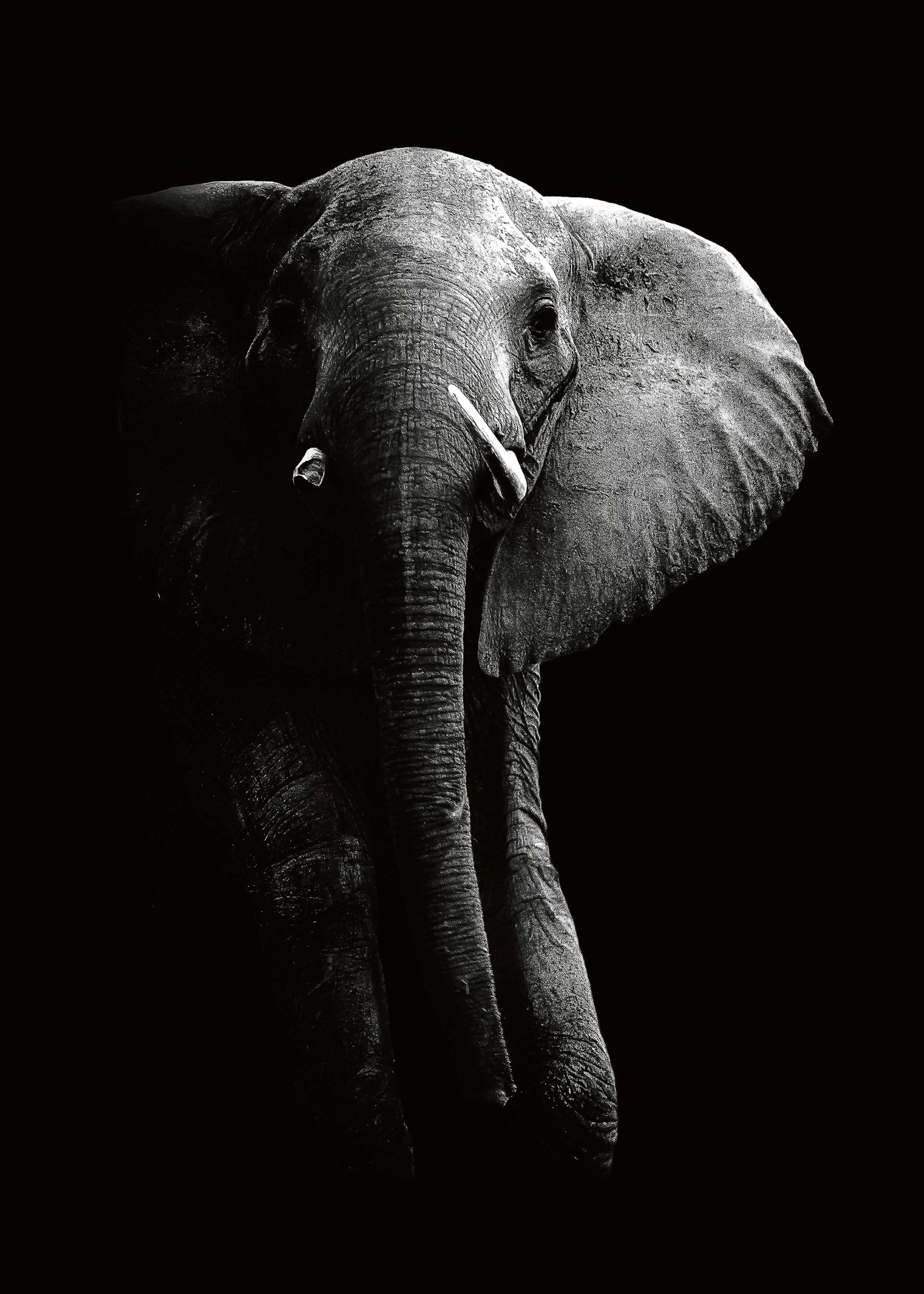 WildPhotoArt - Majestueuze Donkere Olifant Poster 0