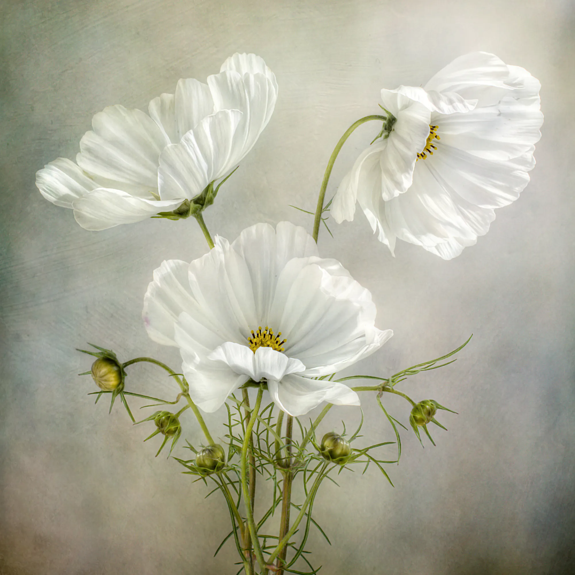 Mandy Disher - Cosmos Charm Poster 0