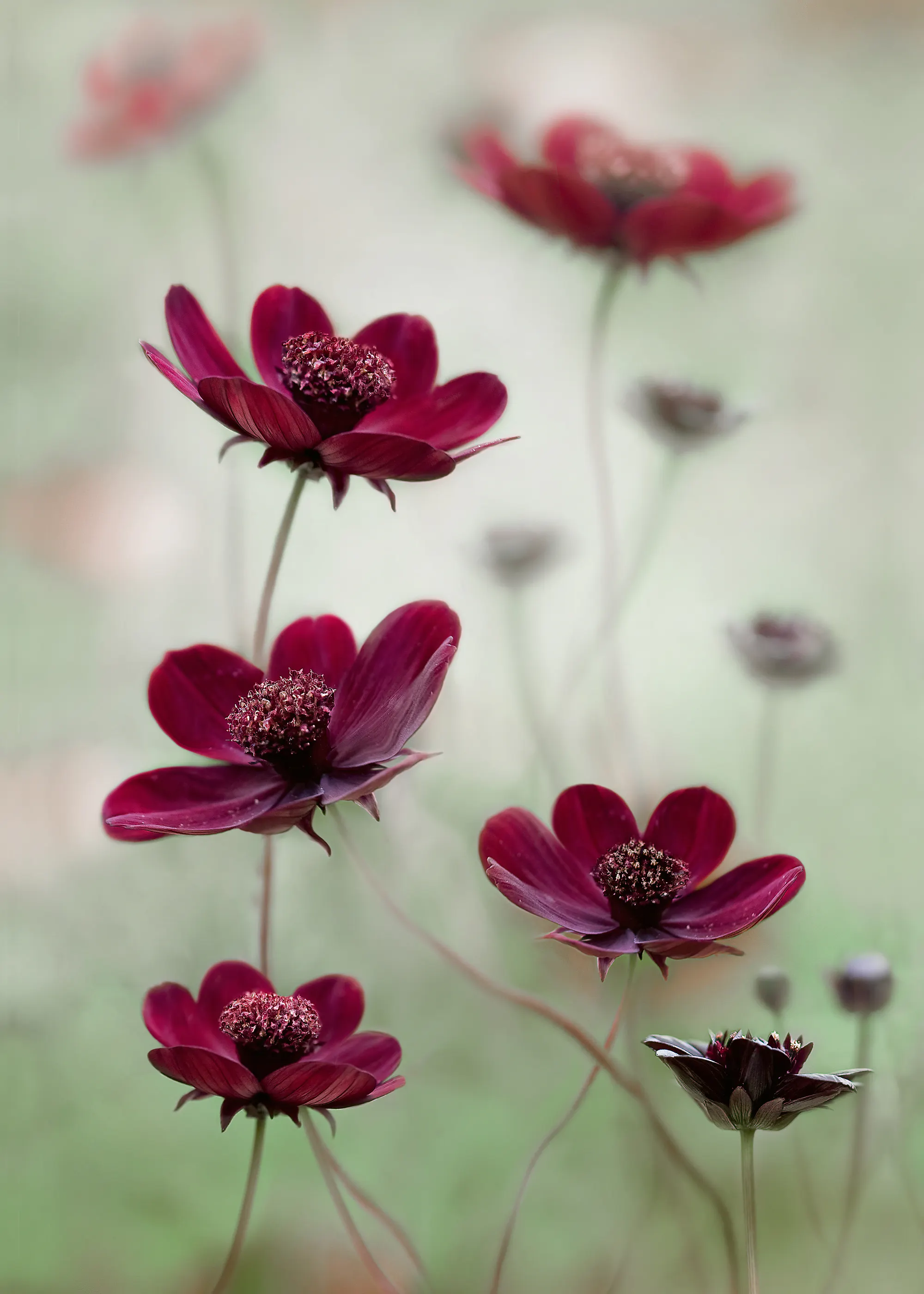 Mandy Disher - 흔들리는 코스모스 포스터 0