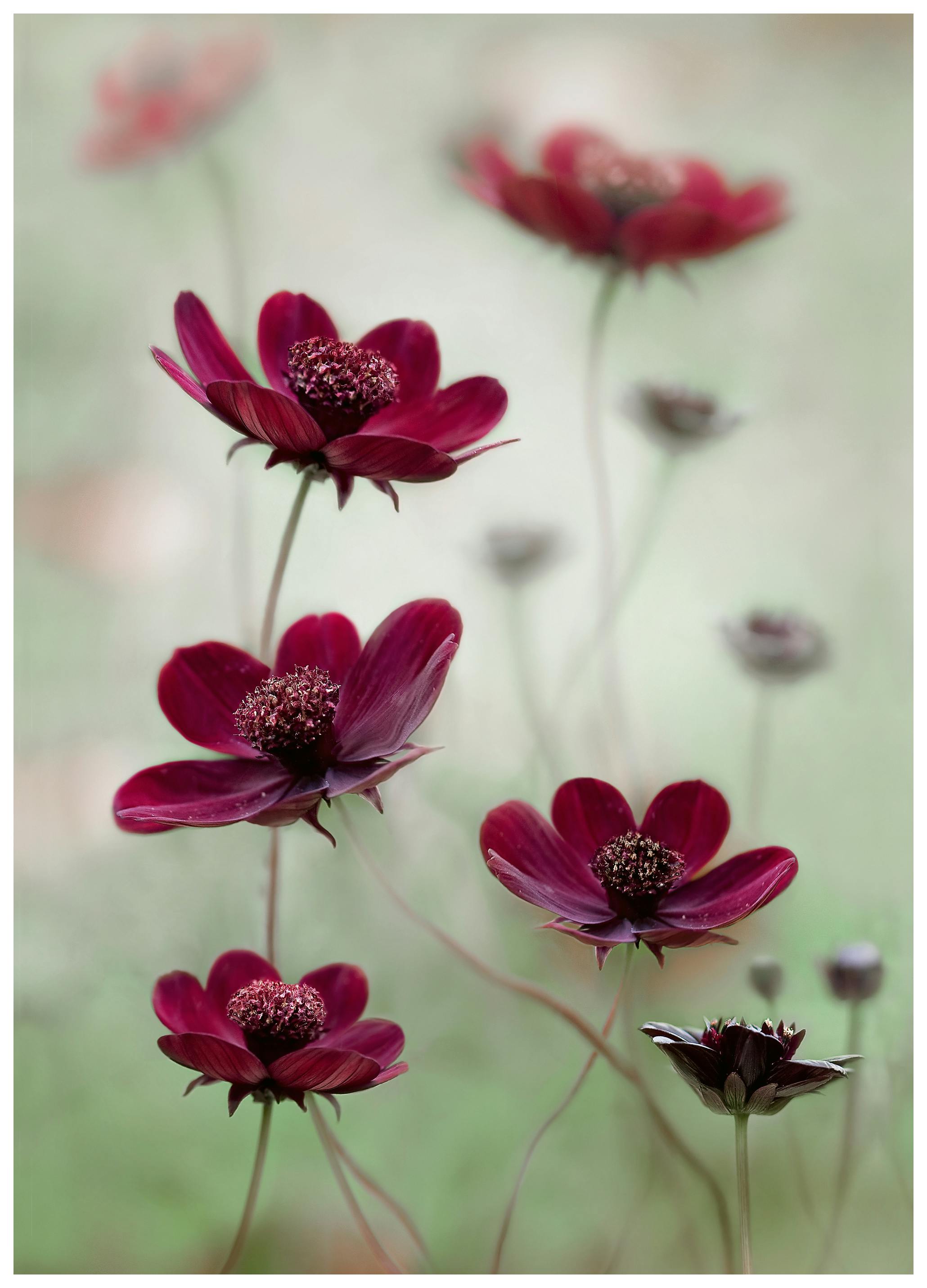 Mandy Disher - Cosmos ondulants Poster (50x70 cm) - Poster Store