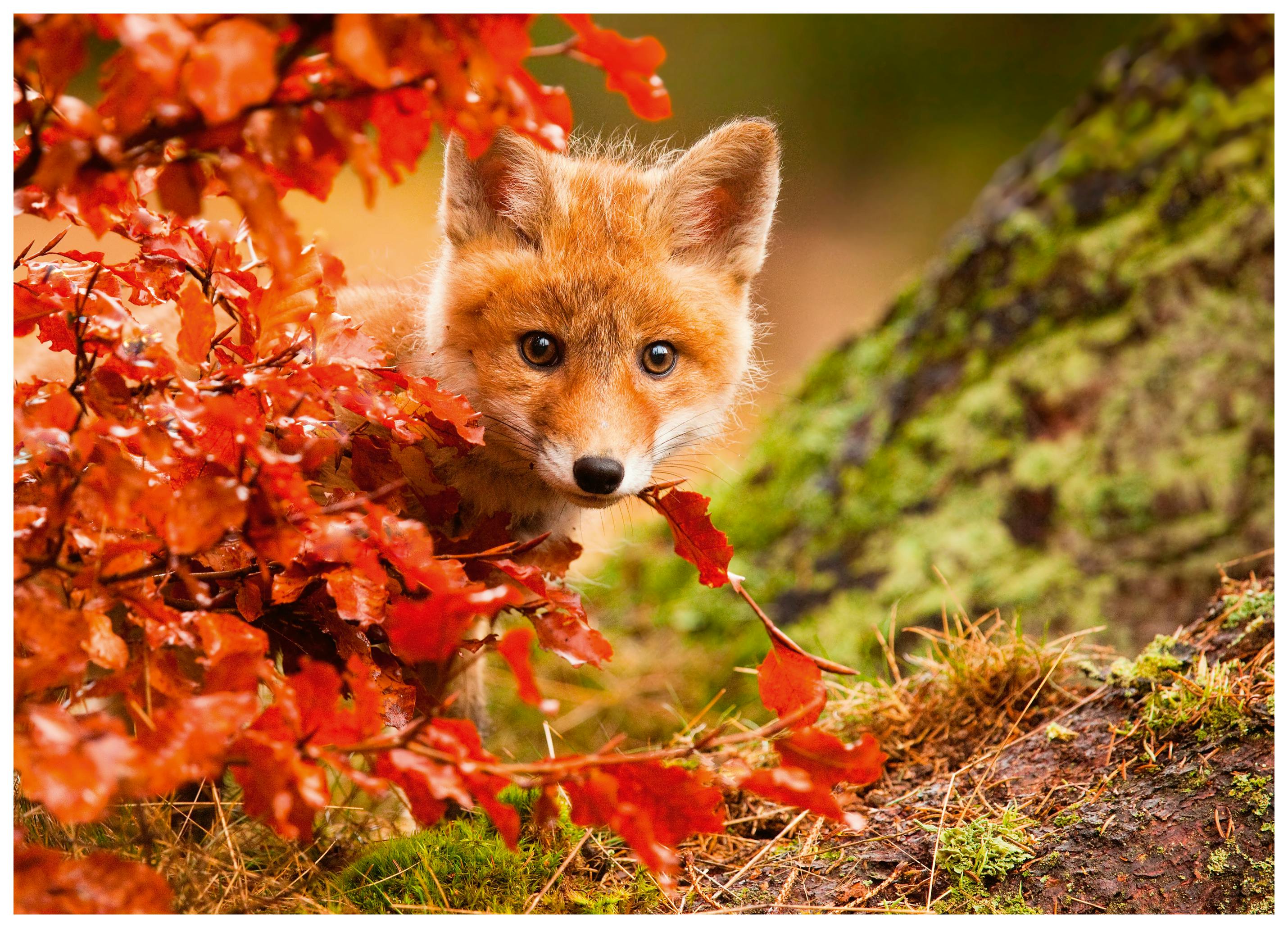 Robert Adamec - Nieuwsgierige Herfst Vossenwelpje Poster (70x100 cm) - Poster Store