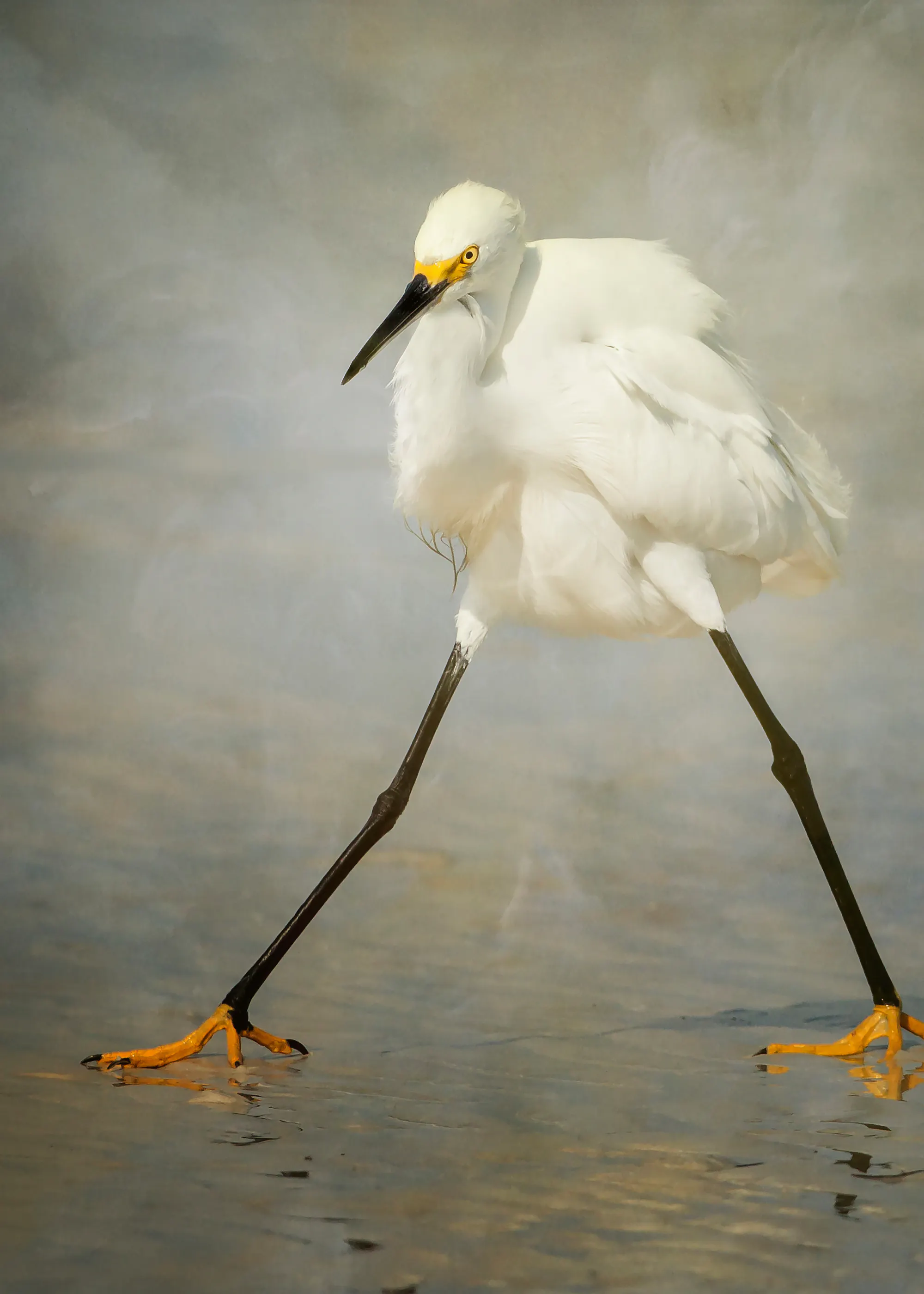 Alfred Forns - Kleine Zilverreiger Stap Poster 0