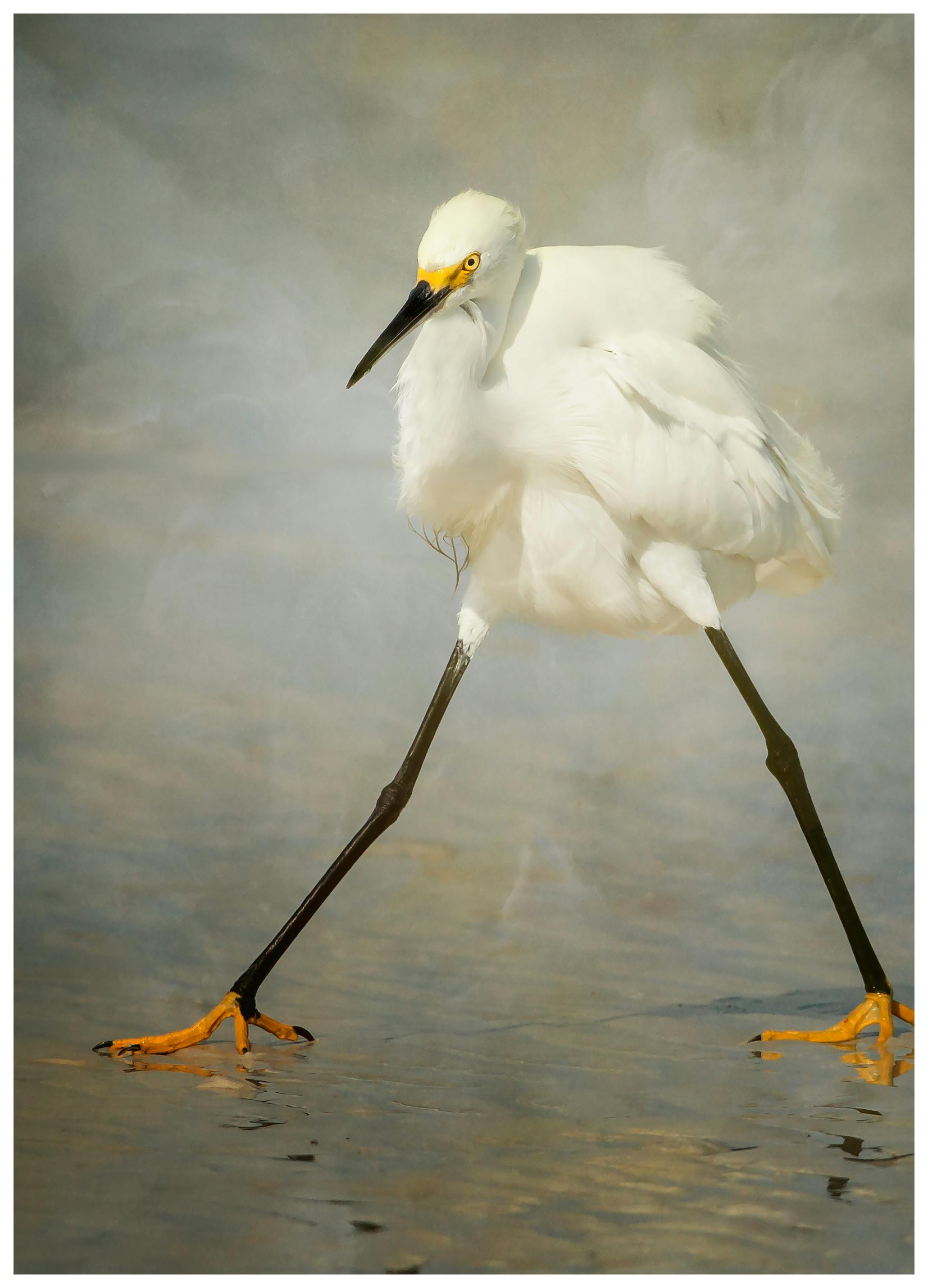 Alfred Forns - Kleine Zilverreiger Stap Poster (70x100 cm) - Poster Store