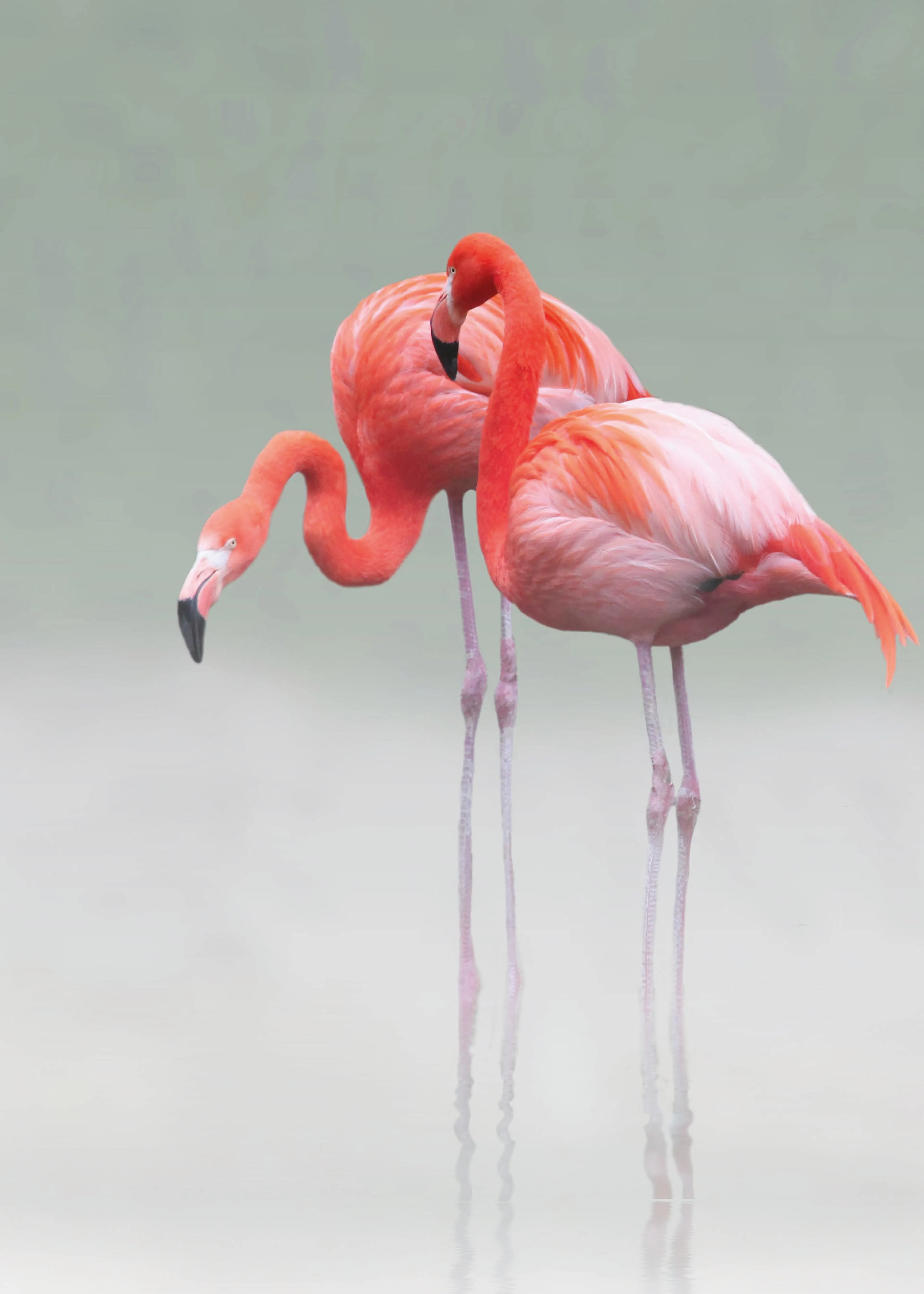 Anna Cseresnjes - Sierlijke Roze Flamingo's Poster 0