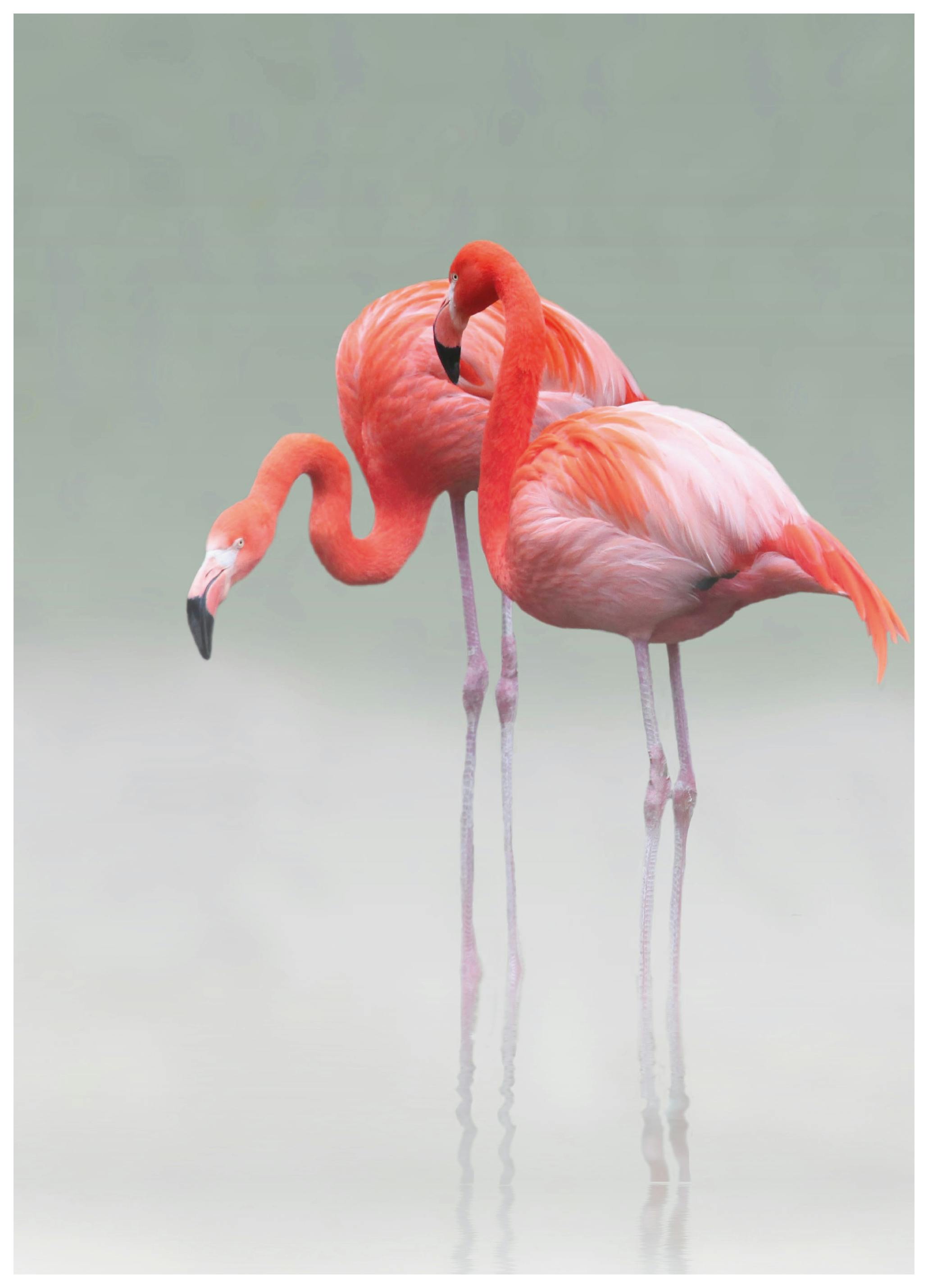 Anna Cseresnjes - Sierlijke Roze Flamingo's Poster (70x100 cm) - Poster Store