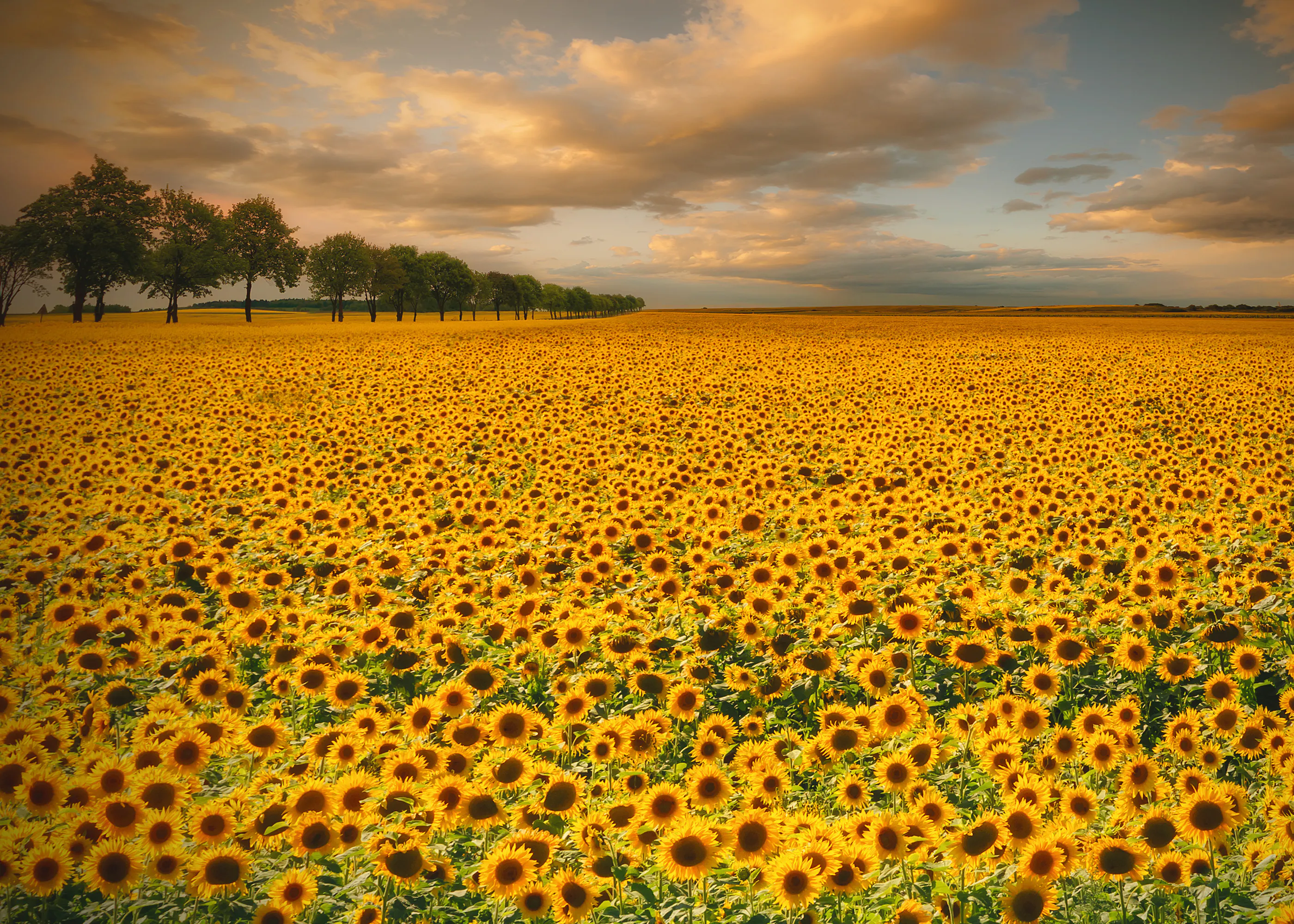Piotr Krol (Bax) - Goldenes Sonnenblumenfeld Poster 0
