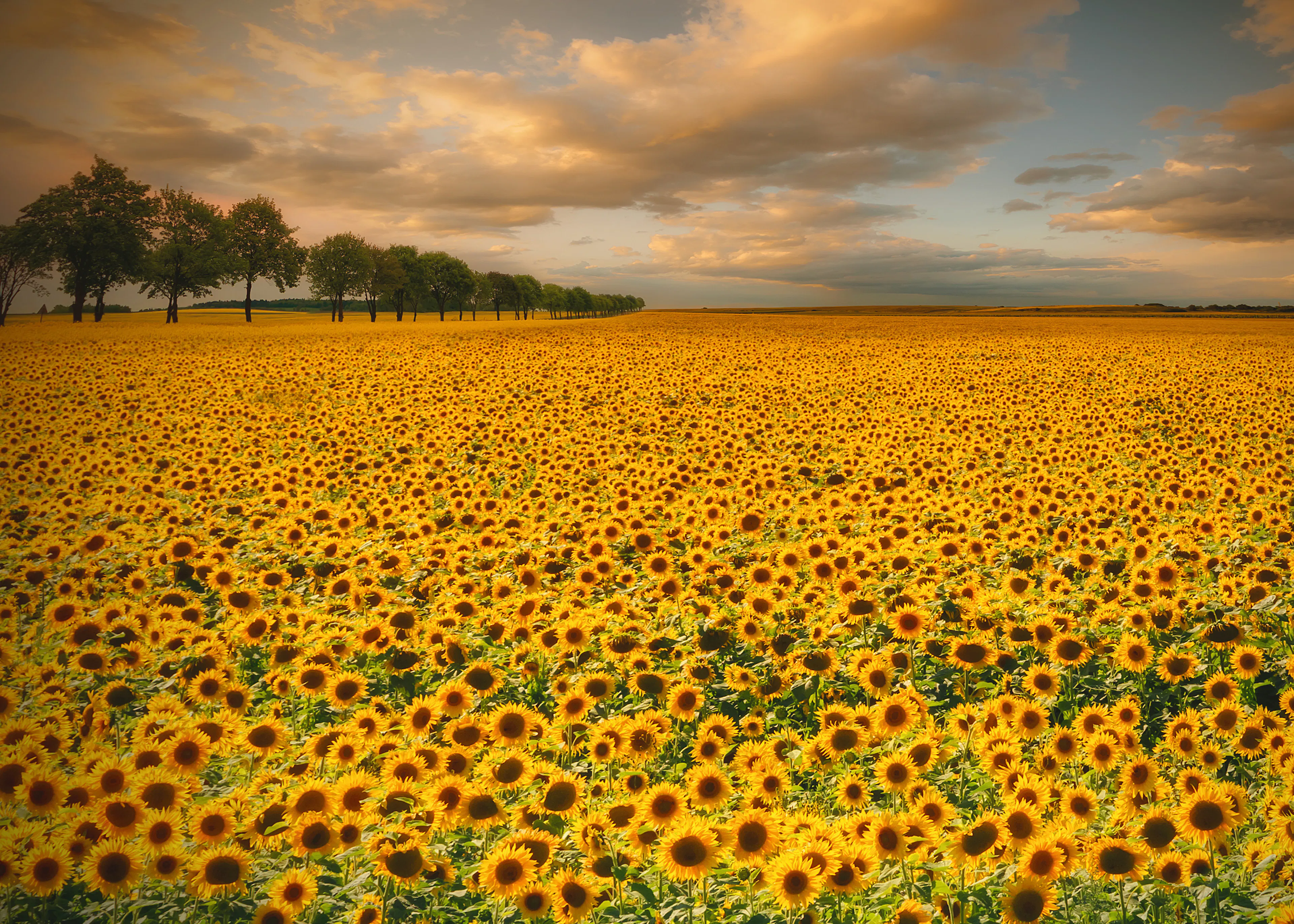 Piotr Krol (Bax) - Goldenes Sonnenblumenfeld Poster 0
