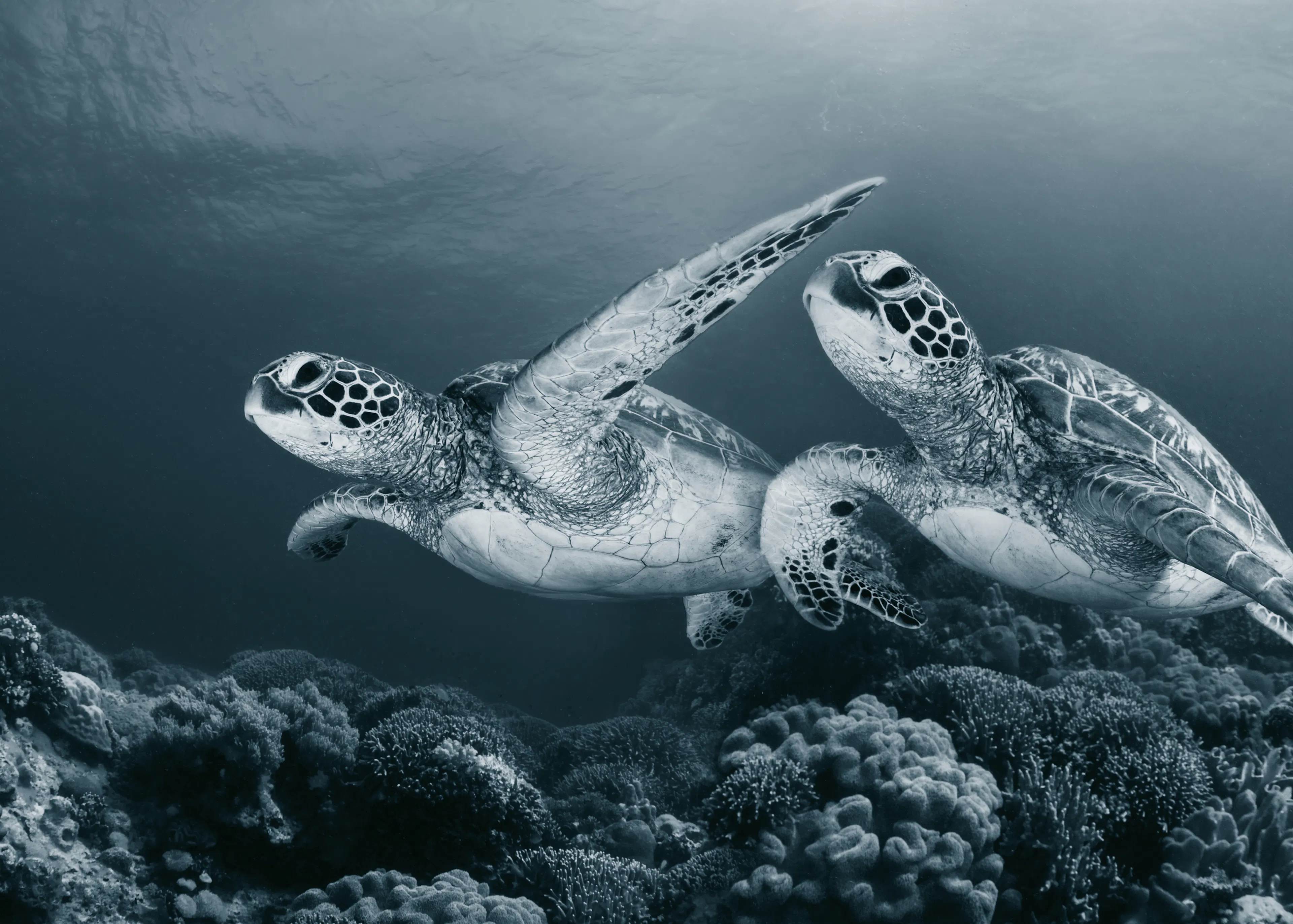 Andrey Narchuk - Elegantes Tortugas Marinas Nadando Póster 0