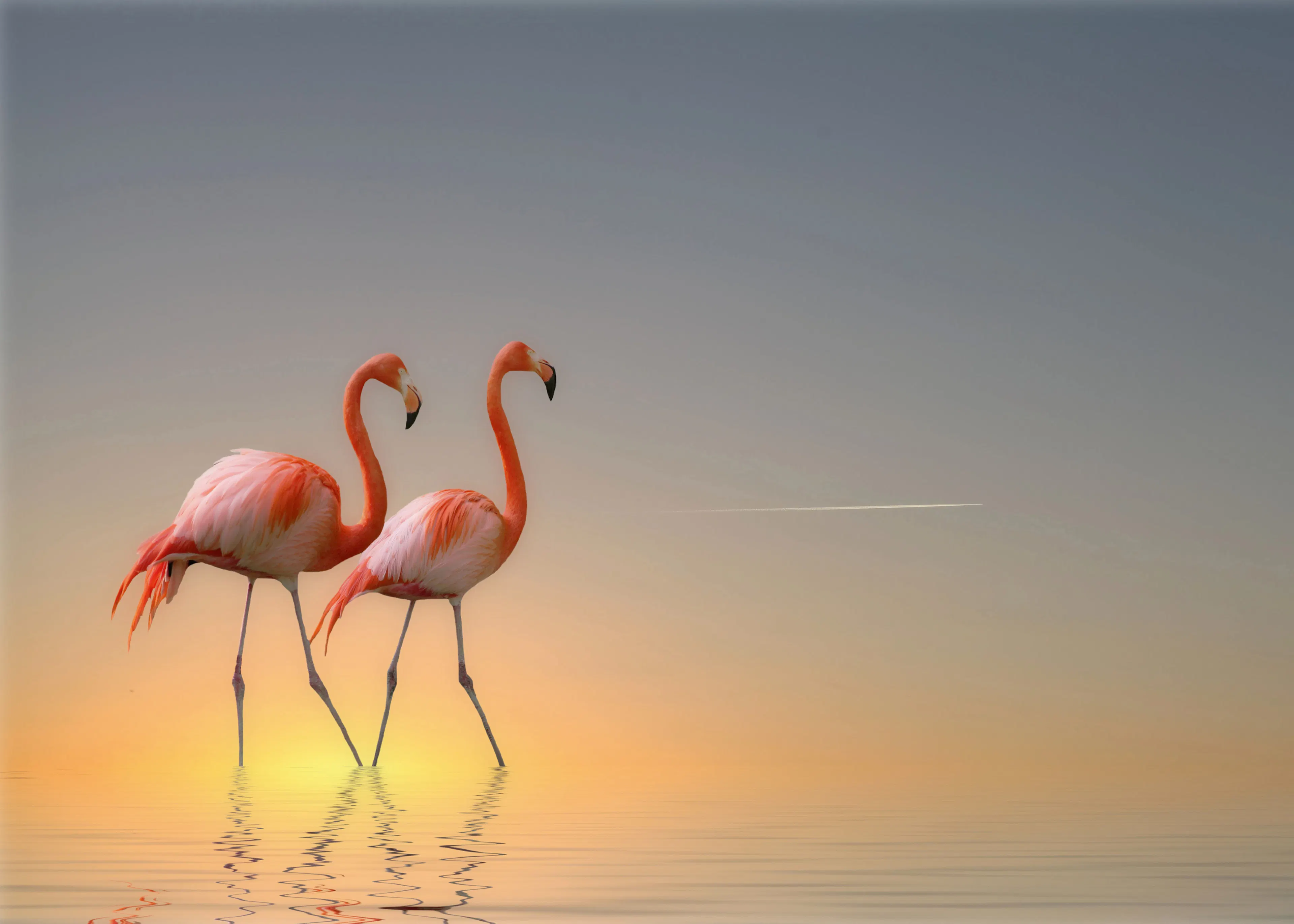 Anna Cseresnjes - Flamencos Rosas Atardecer No2 Póster 0