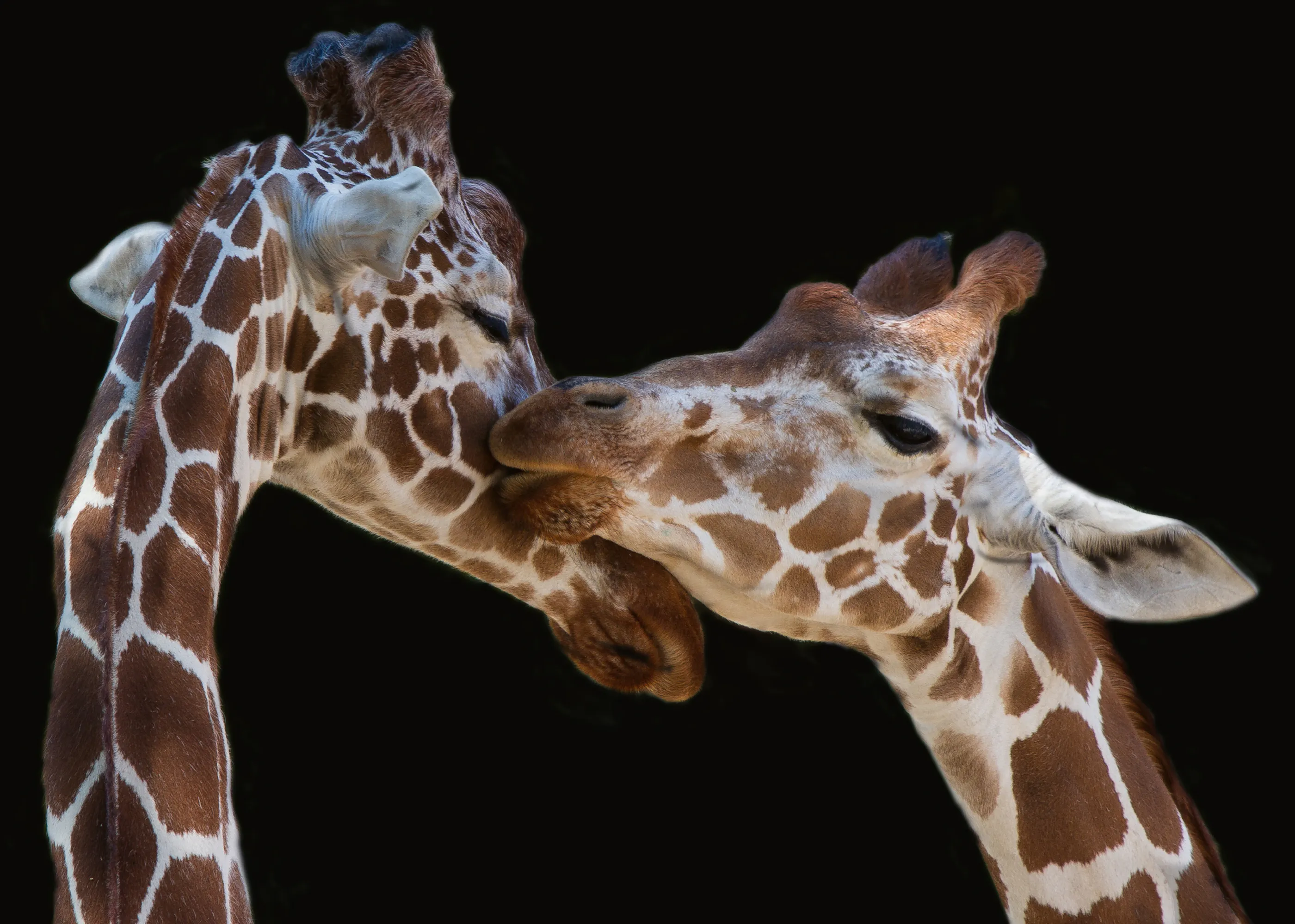 Manfred Foeger - Tierno Amor de Jirafas Póster 0