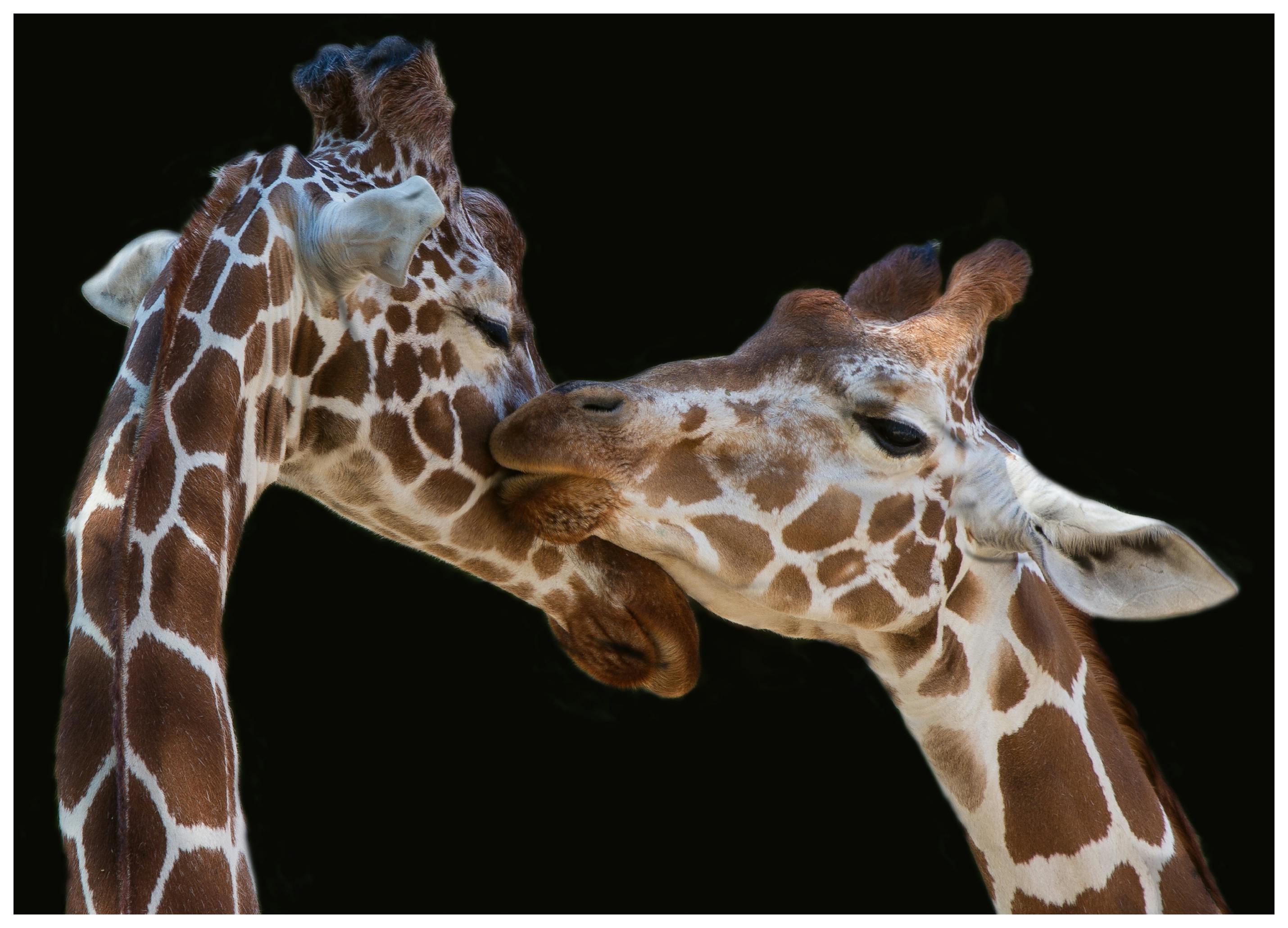 Manfred Foeger - Liefdevolle Giraffen Poster (50x70 cm) - Poster Store