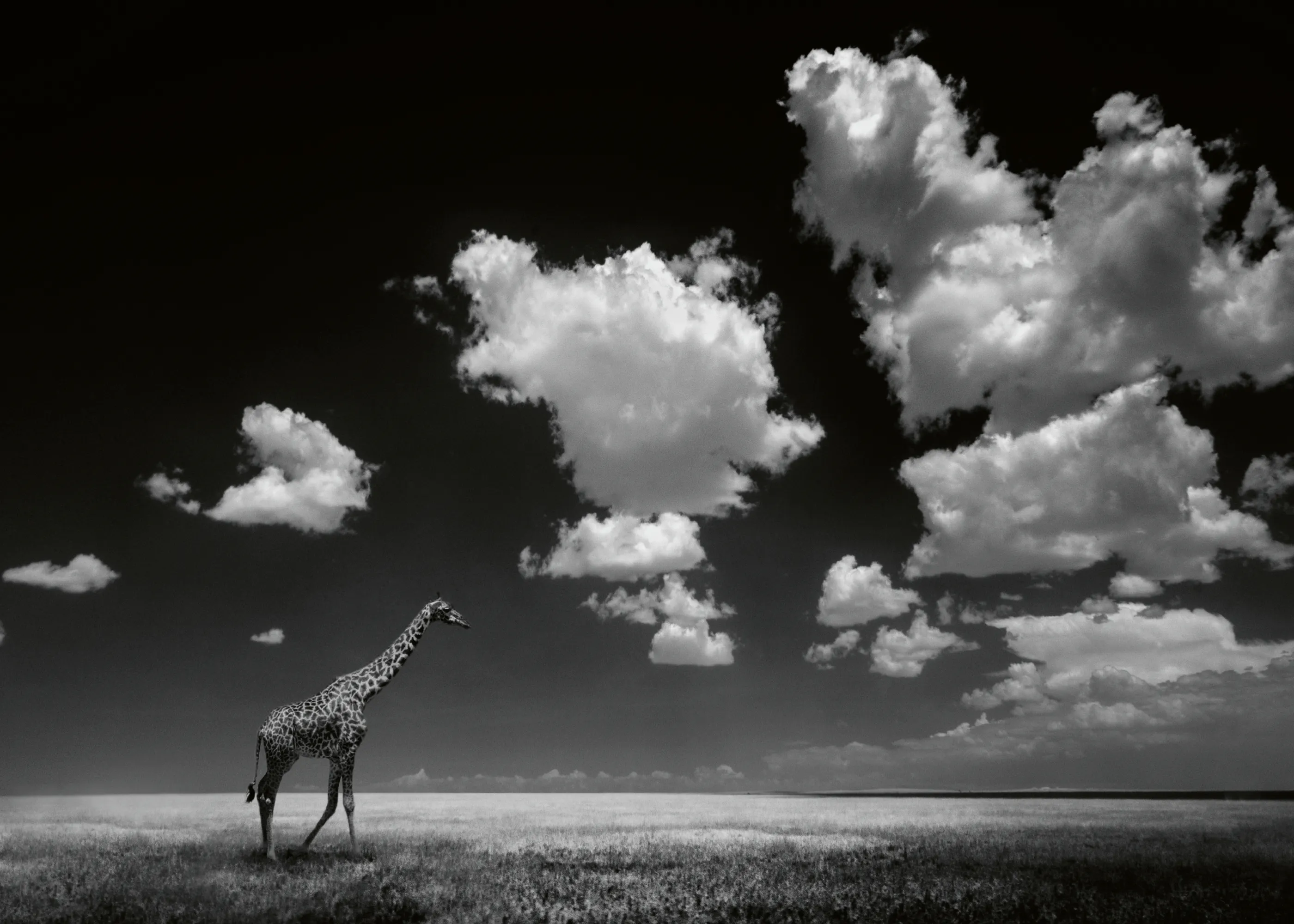 Alberto Ghizzi Panizza - Jirafa Africana en el Cielo Póster 0