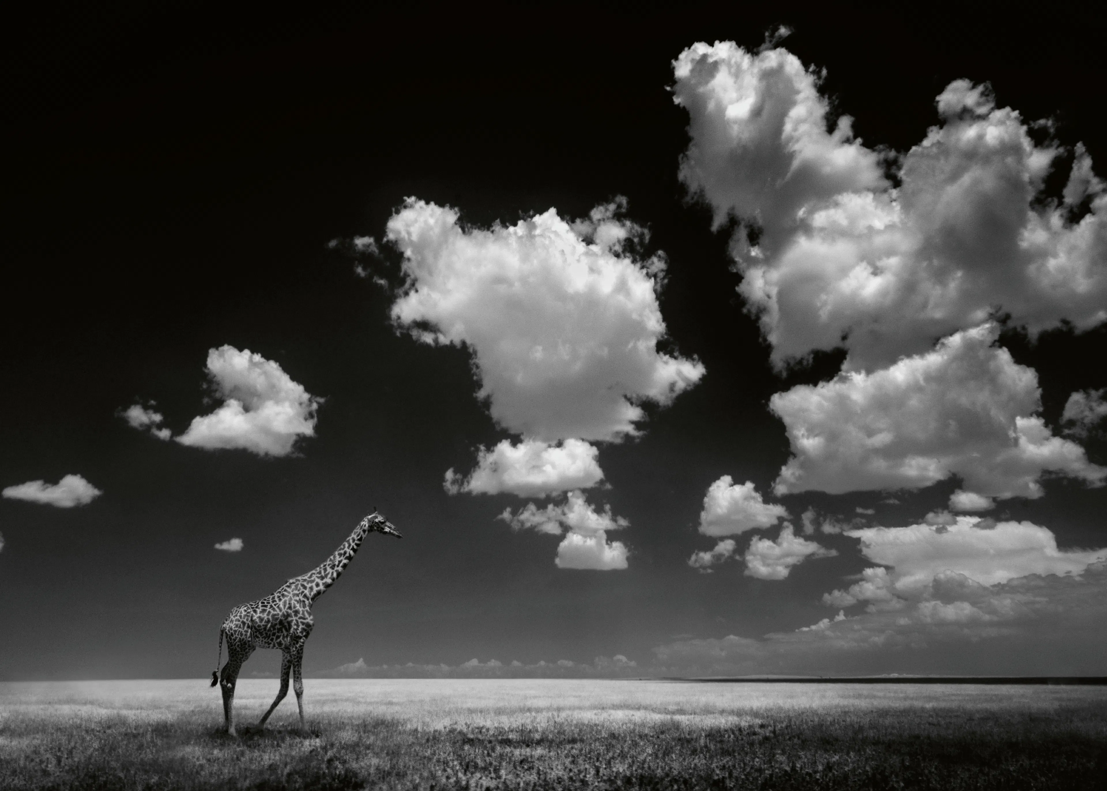 Alberto Ghizzi Panizza - Jirafa Africana en el Cielo Póster 0