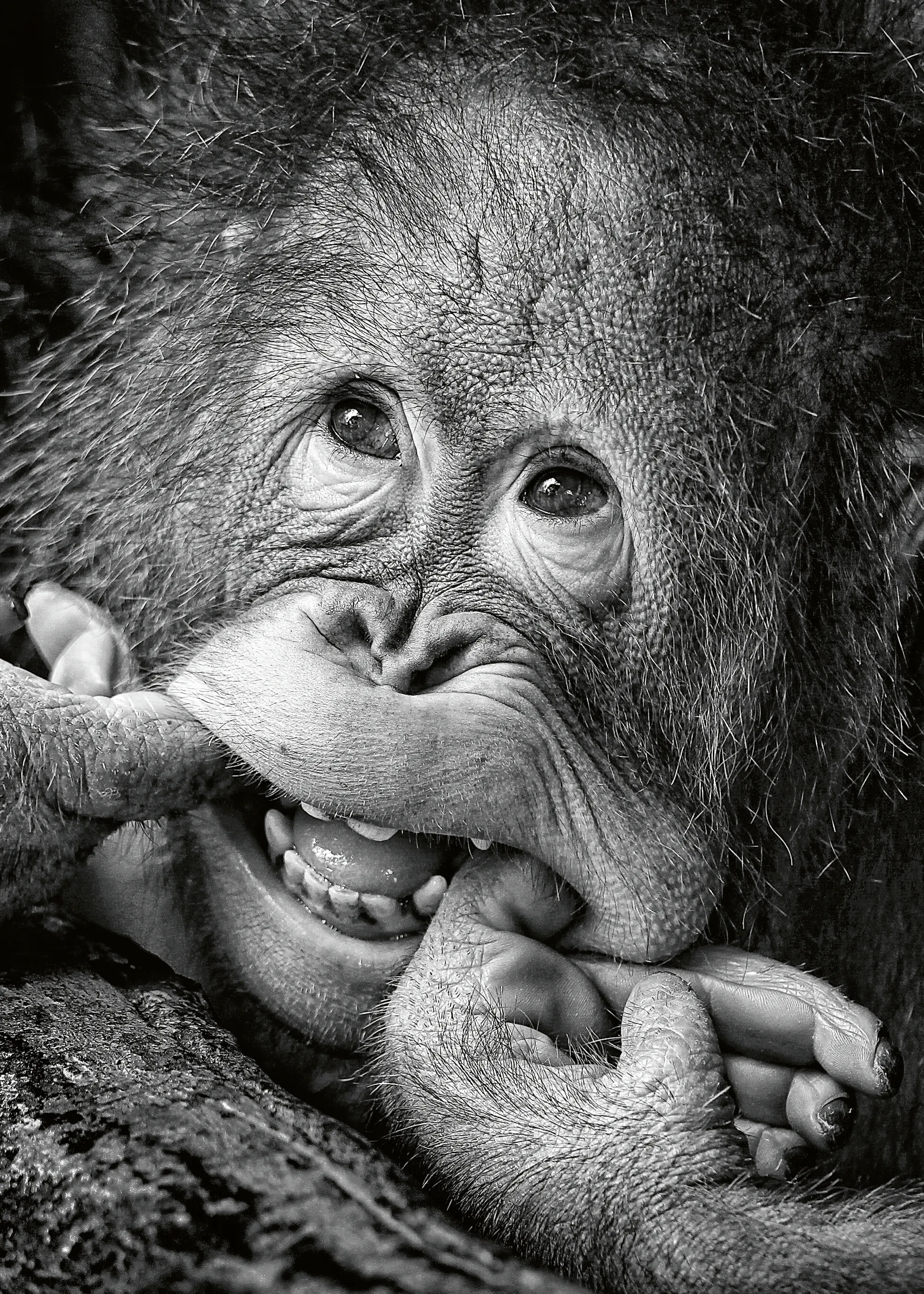 Angela Muliani Hartojo - Bebé Orangután Juguetón Póster 0