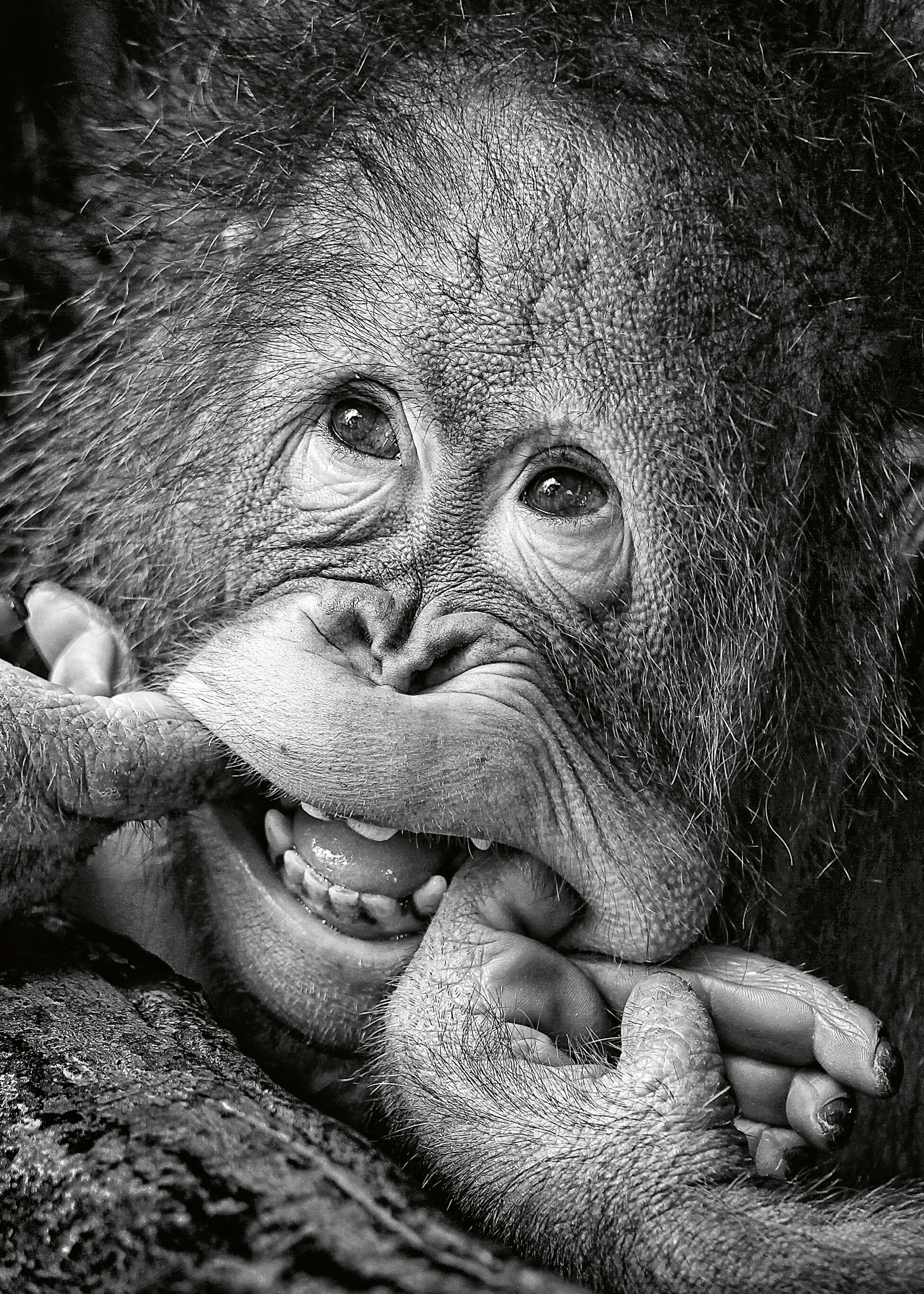 Angela Muliani Hartojo - Bebé Orangután Juguetón Póster 0