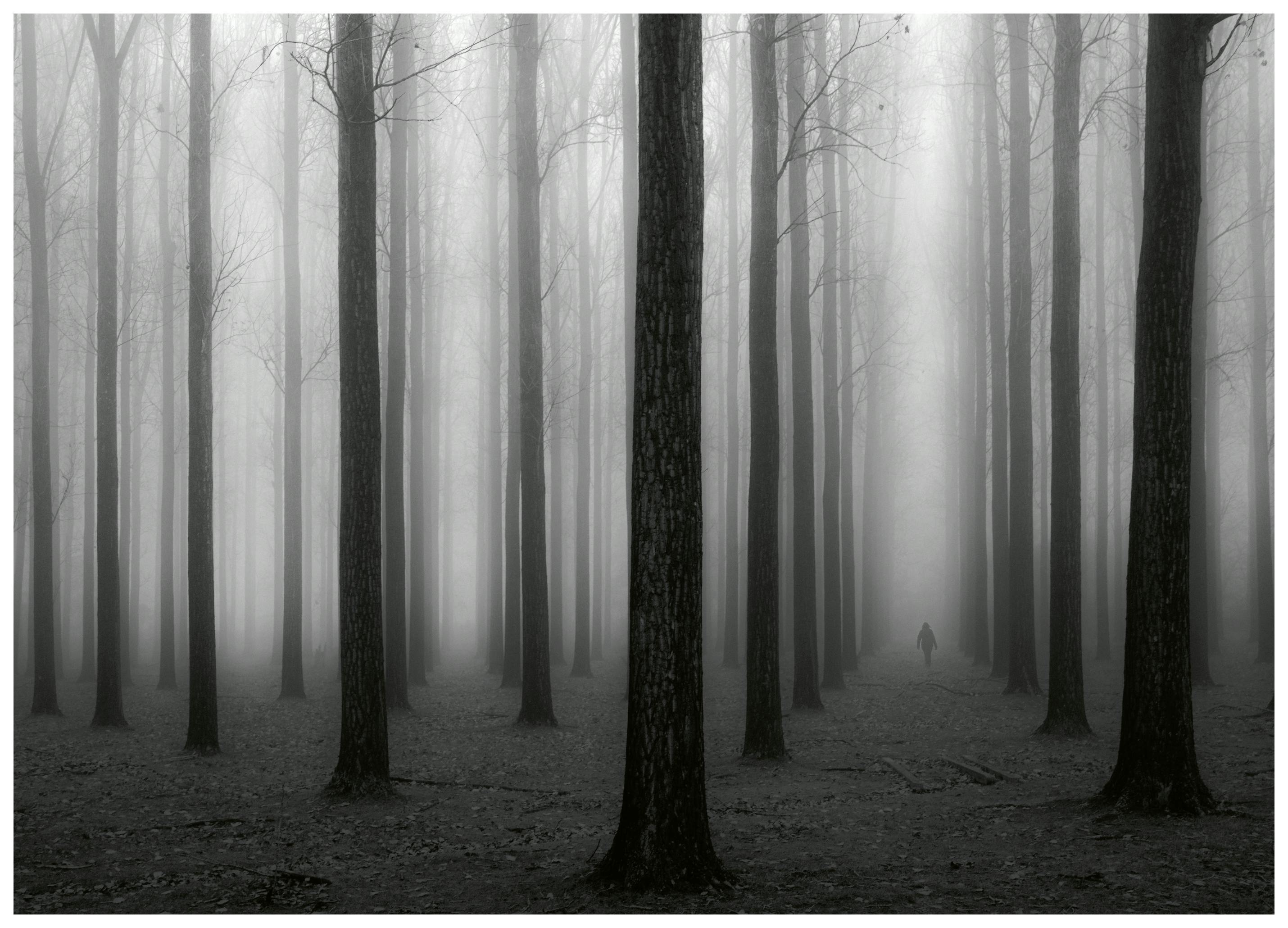 Jochen Bongaerts - Salaperäinen Sumuinen Metsä Juliste (30x40 cm) - Poster Store