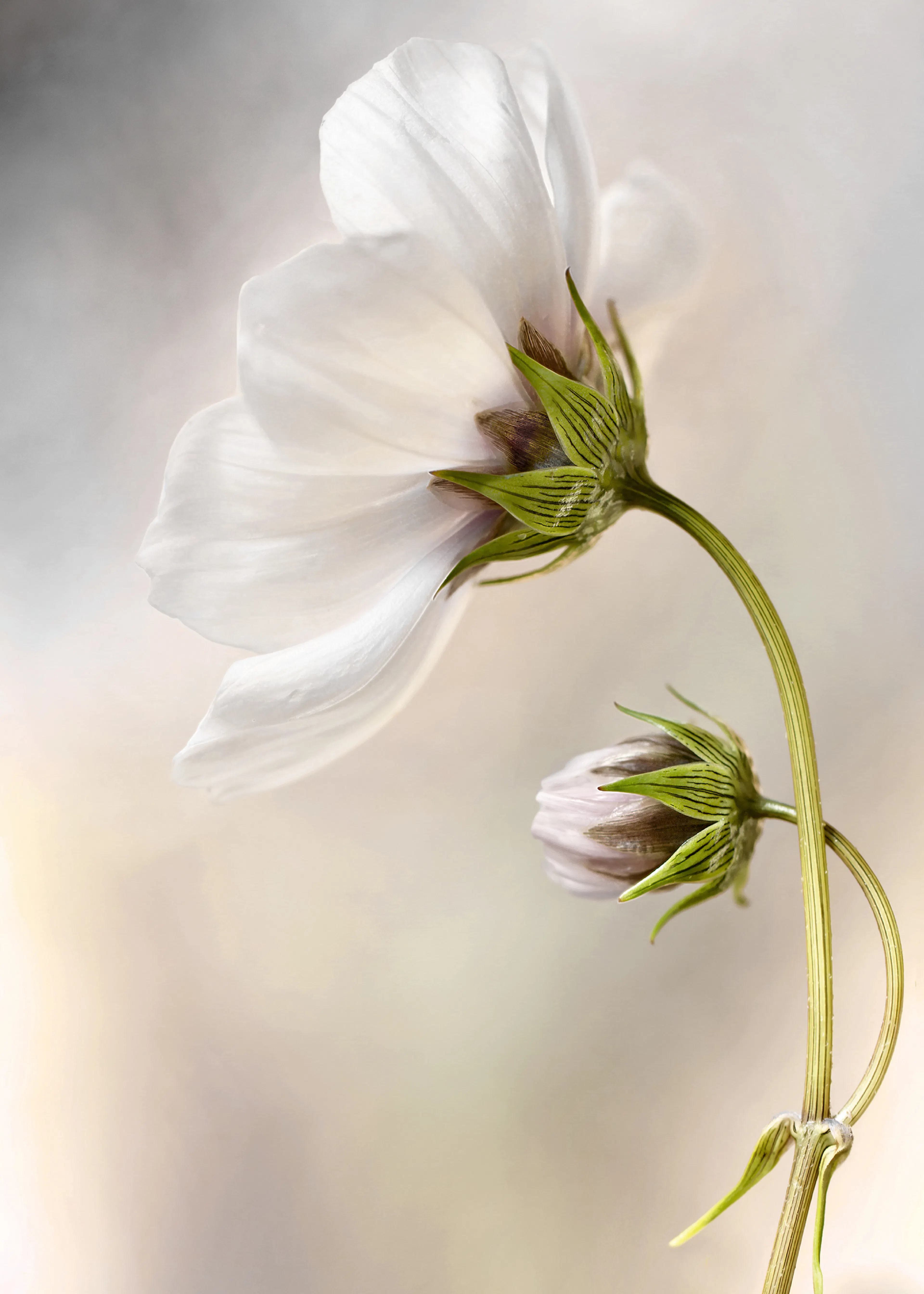 Mandy Disher - Fleur Blanche Poster 0