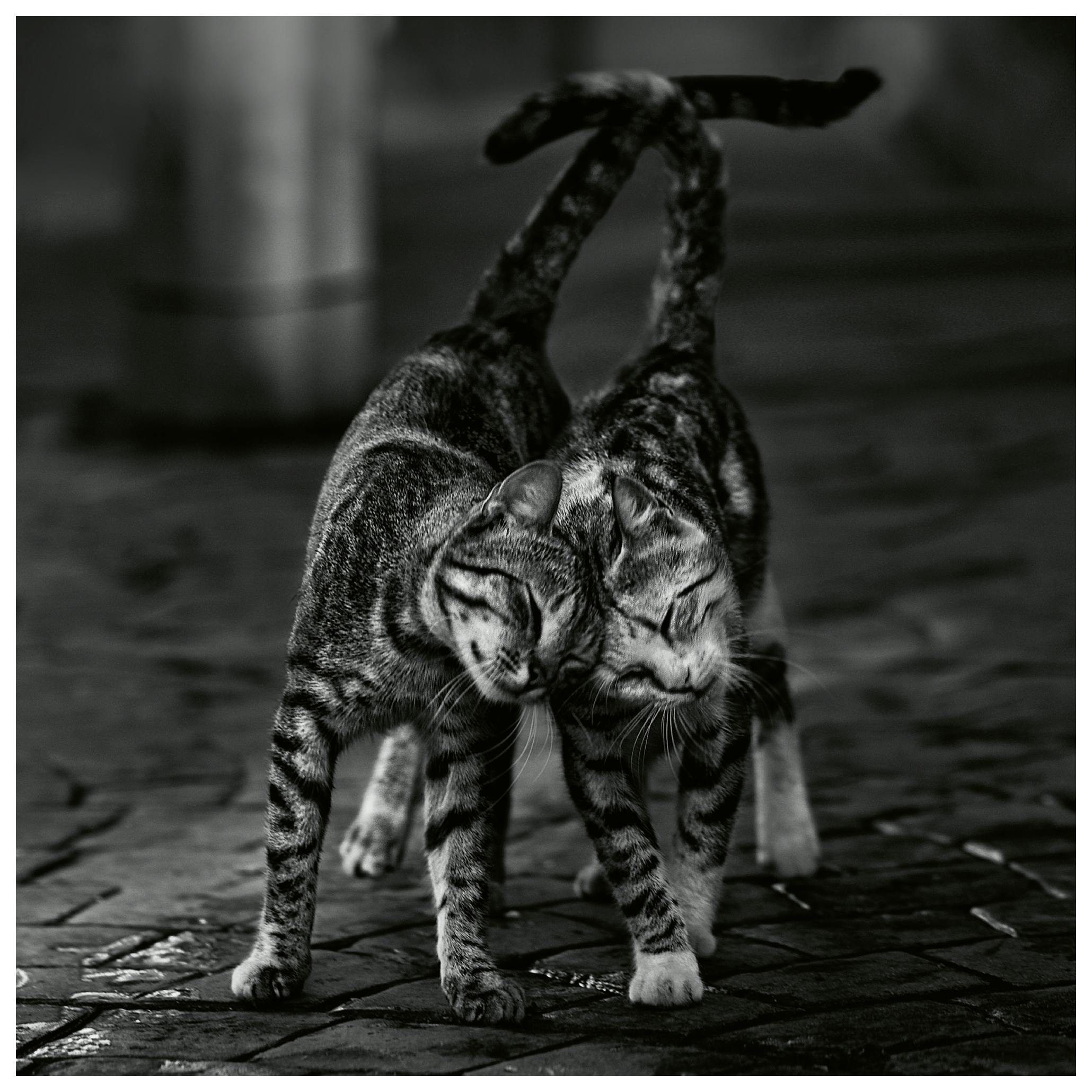 nebula - Tenero Abbraccio Felino Poster (50x50 cm) - Poster Store