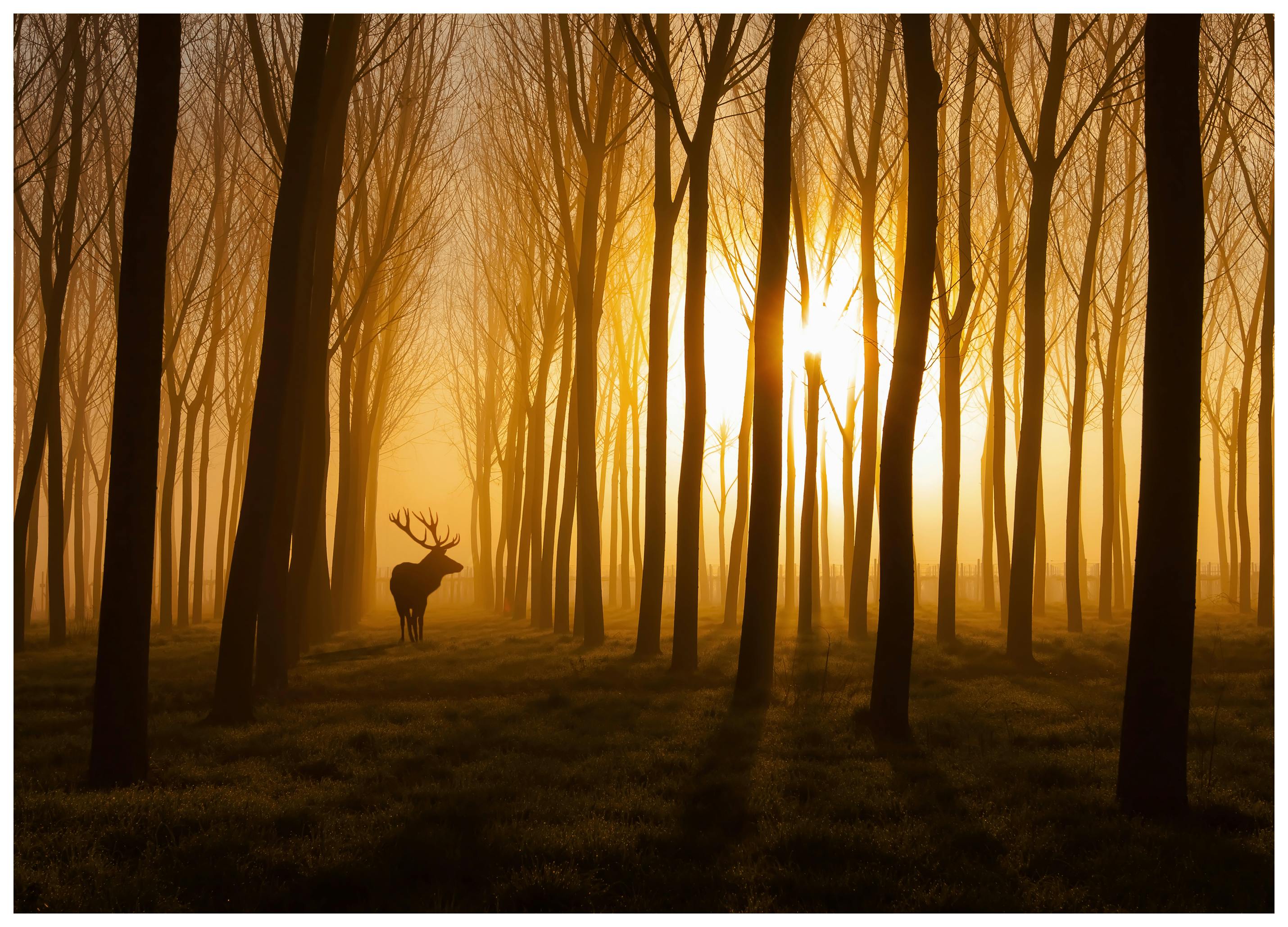 Stefan Miron - Golden Forest Stag Poster (50x70 cm) - Poster Store