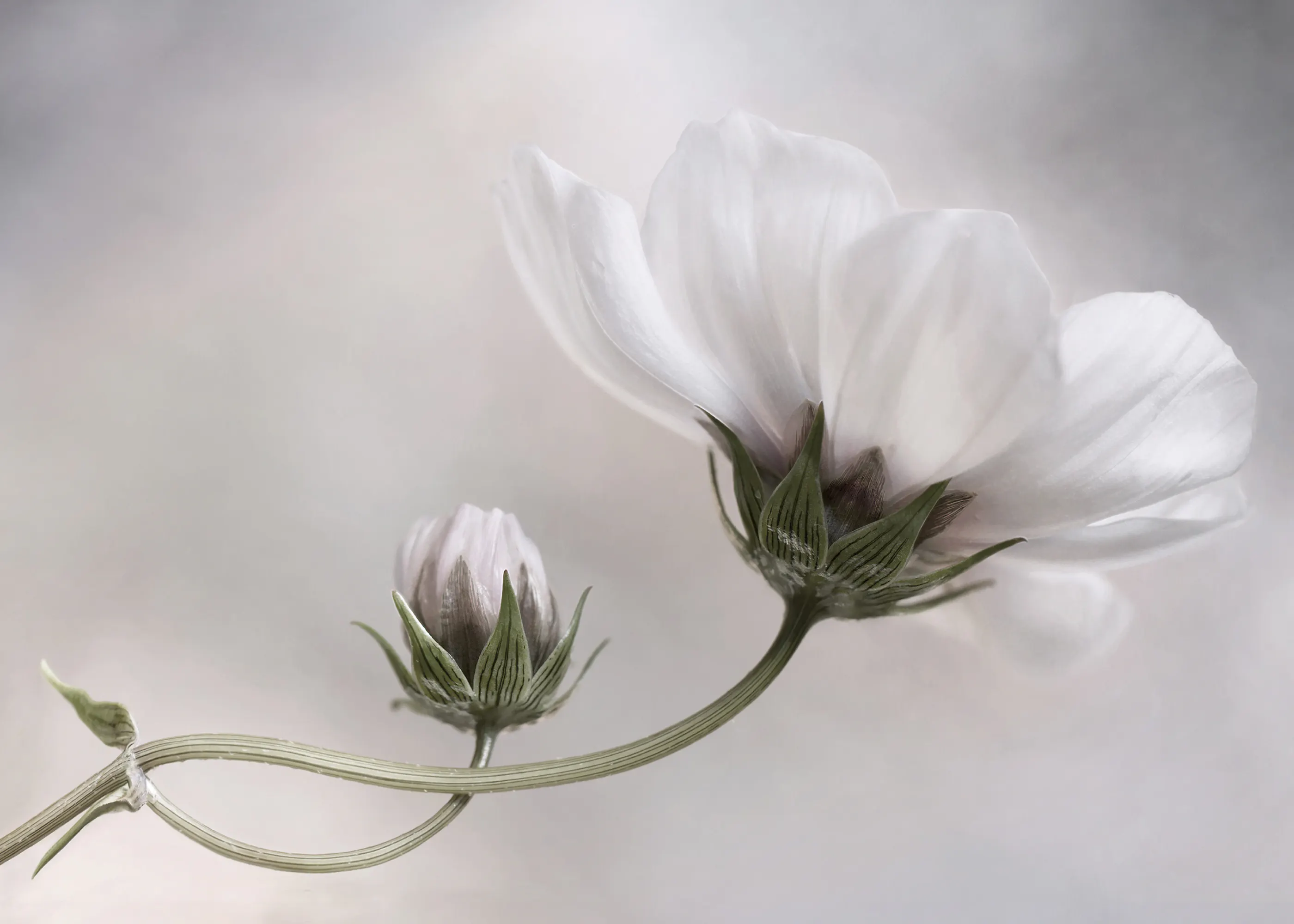 Mandy Disher - Simple Cosmos Poster 0